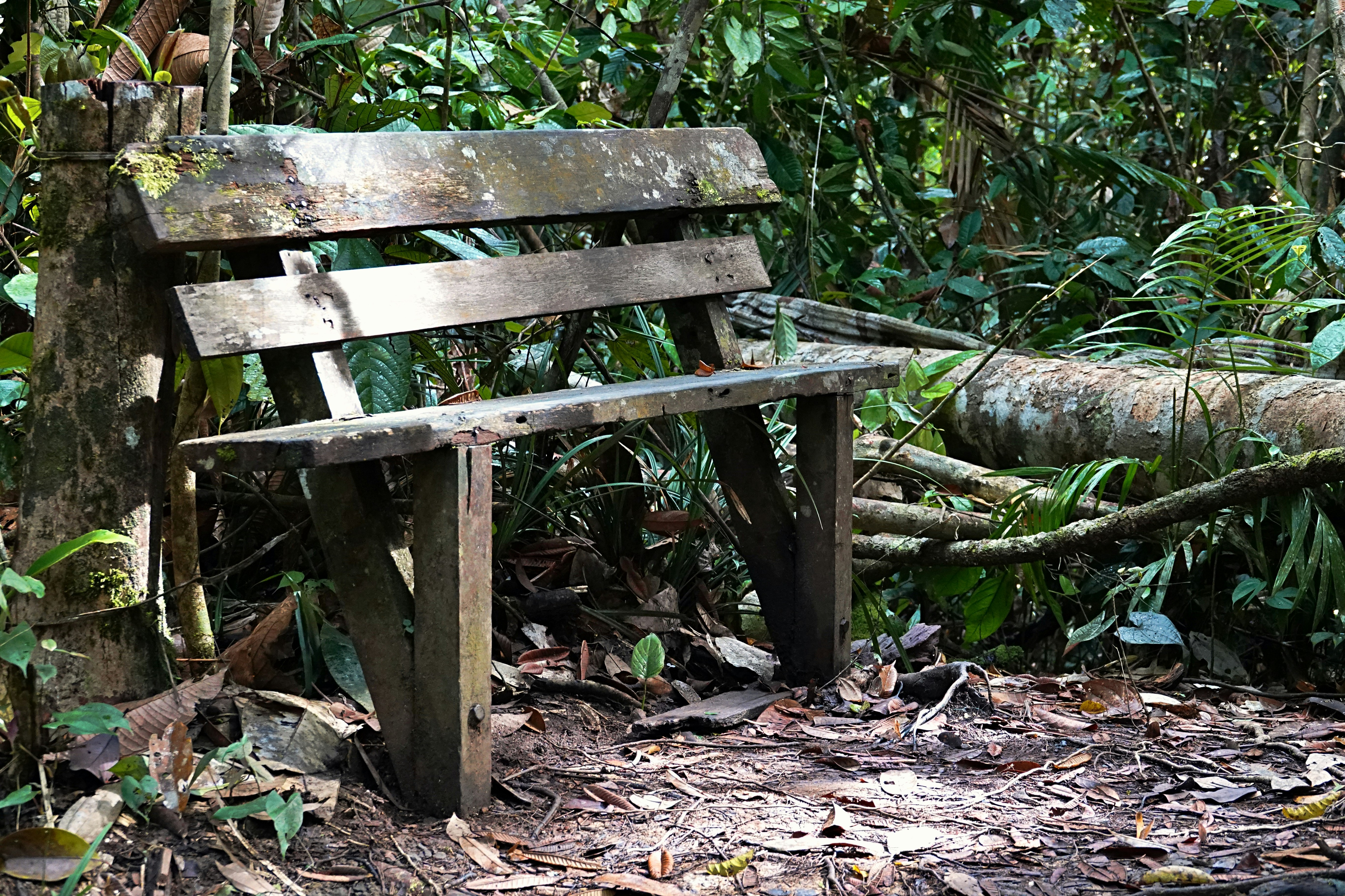 Wooden bench in a lush, green forest setting