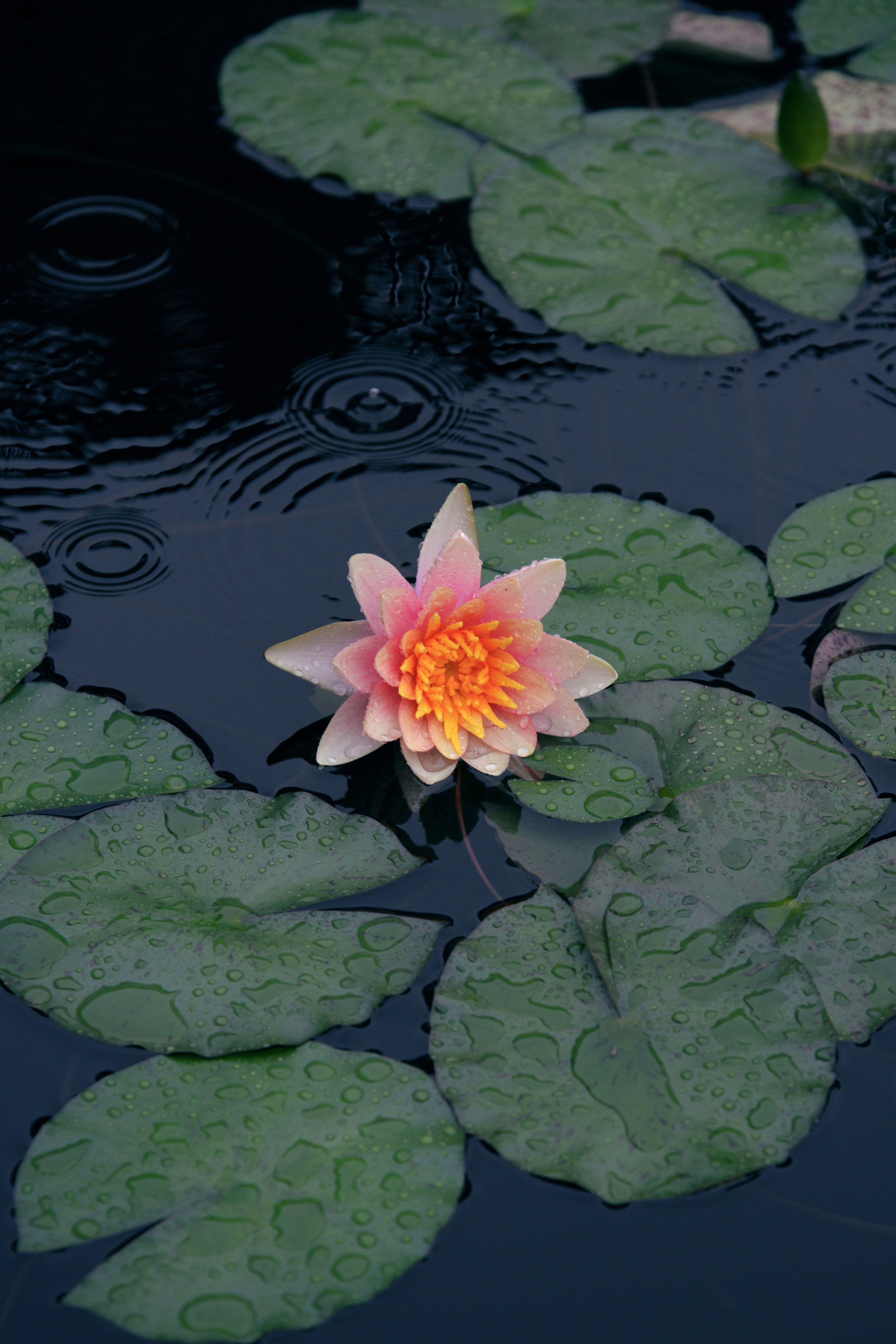 A single pink water lily blooms among wet green leaves.