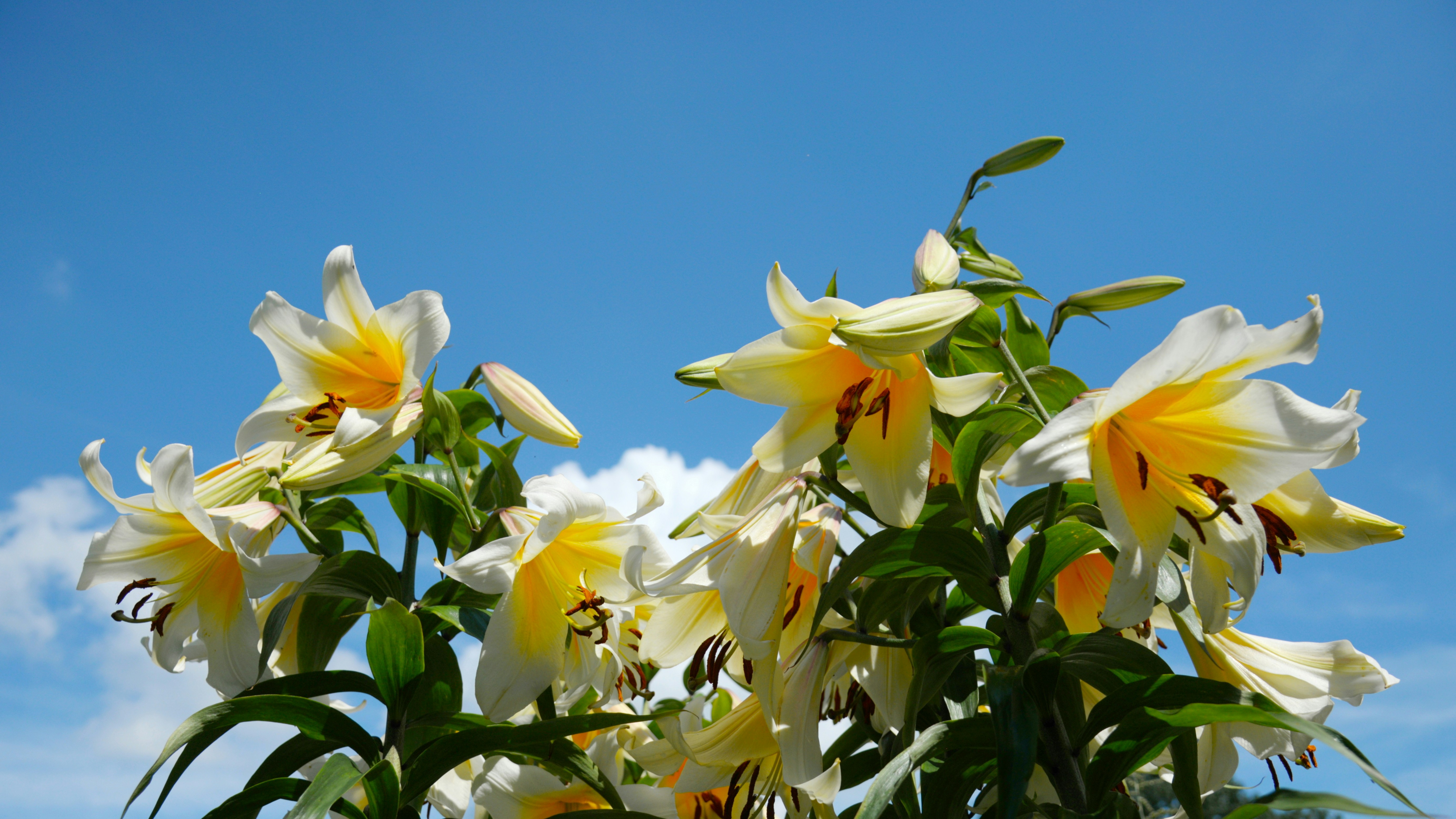 White and yellow lilies bloom against a blue sky.