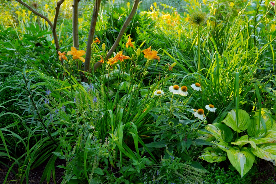 A layered perennial border of daylilies, coneflowers and hostas