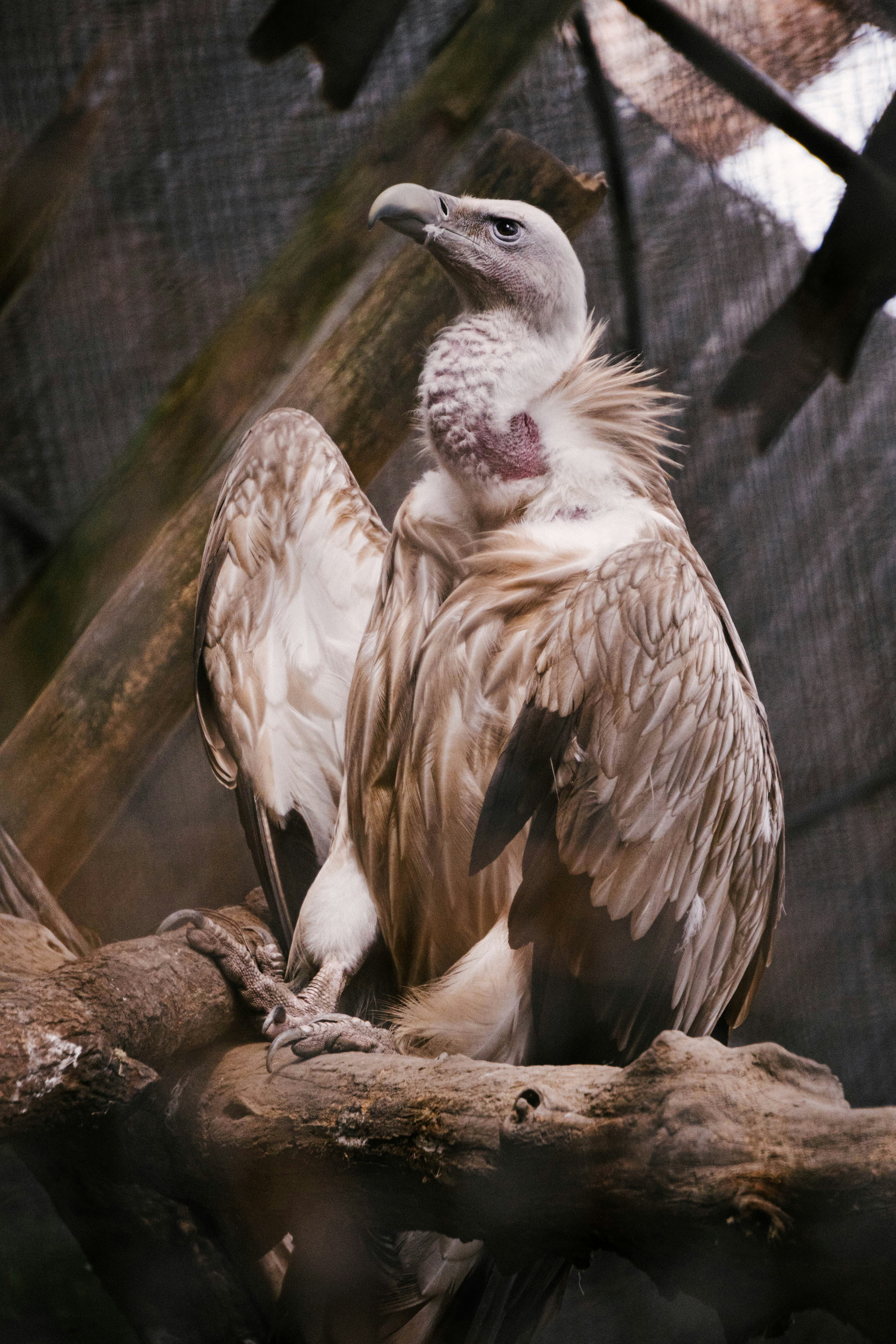 A vulture with light brown feathers sits on a branch.