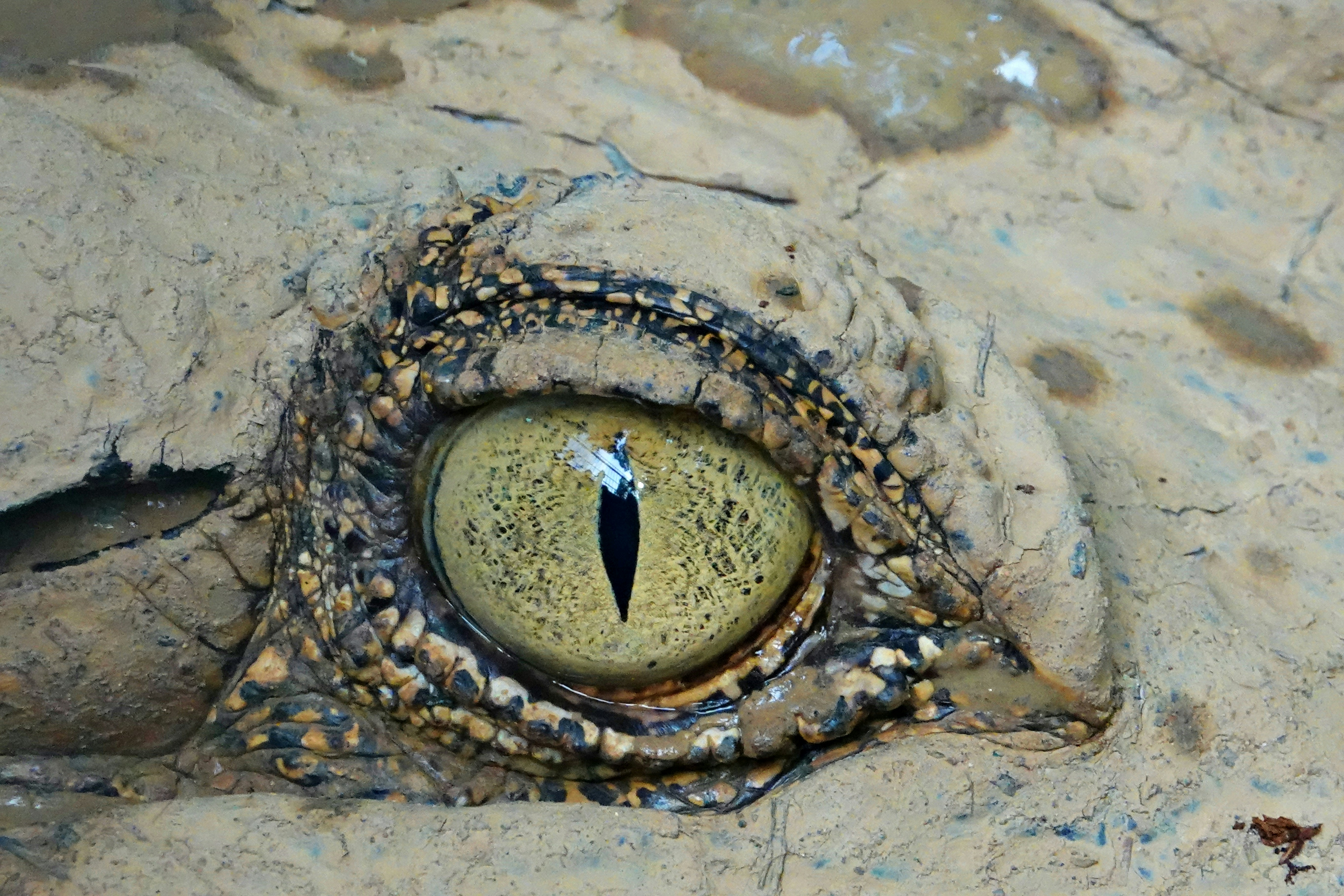 Close-up of a crocodile's eye