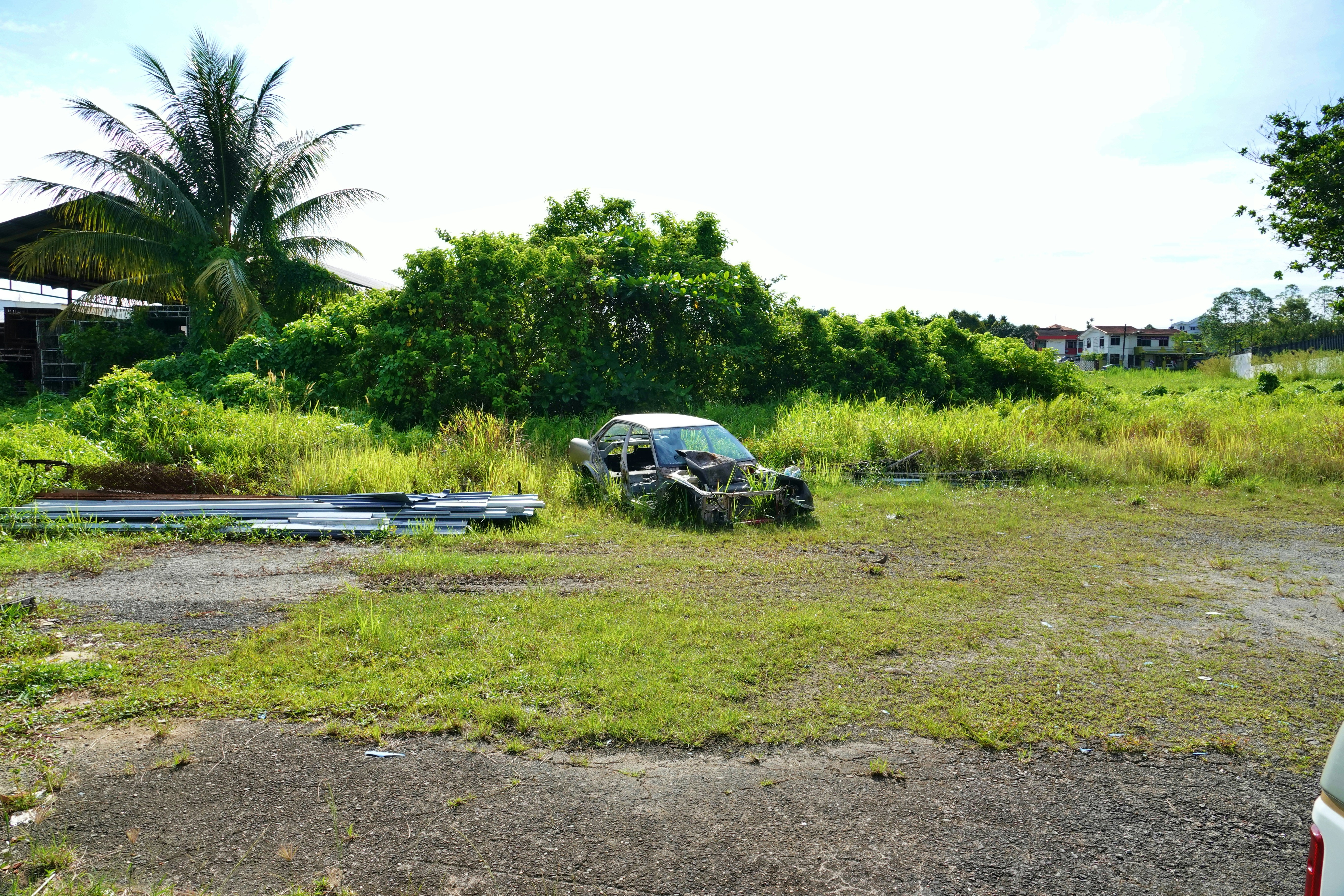 Abandoned car in overgrown grassy lot with palm tree.