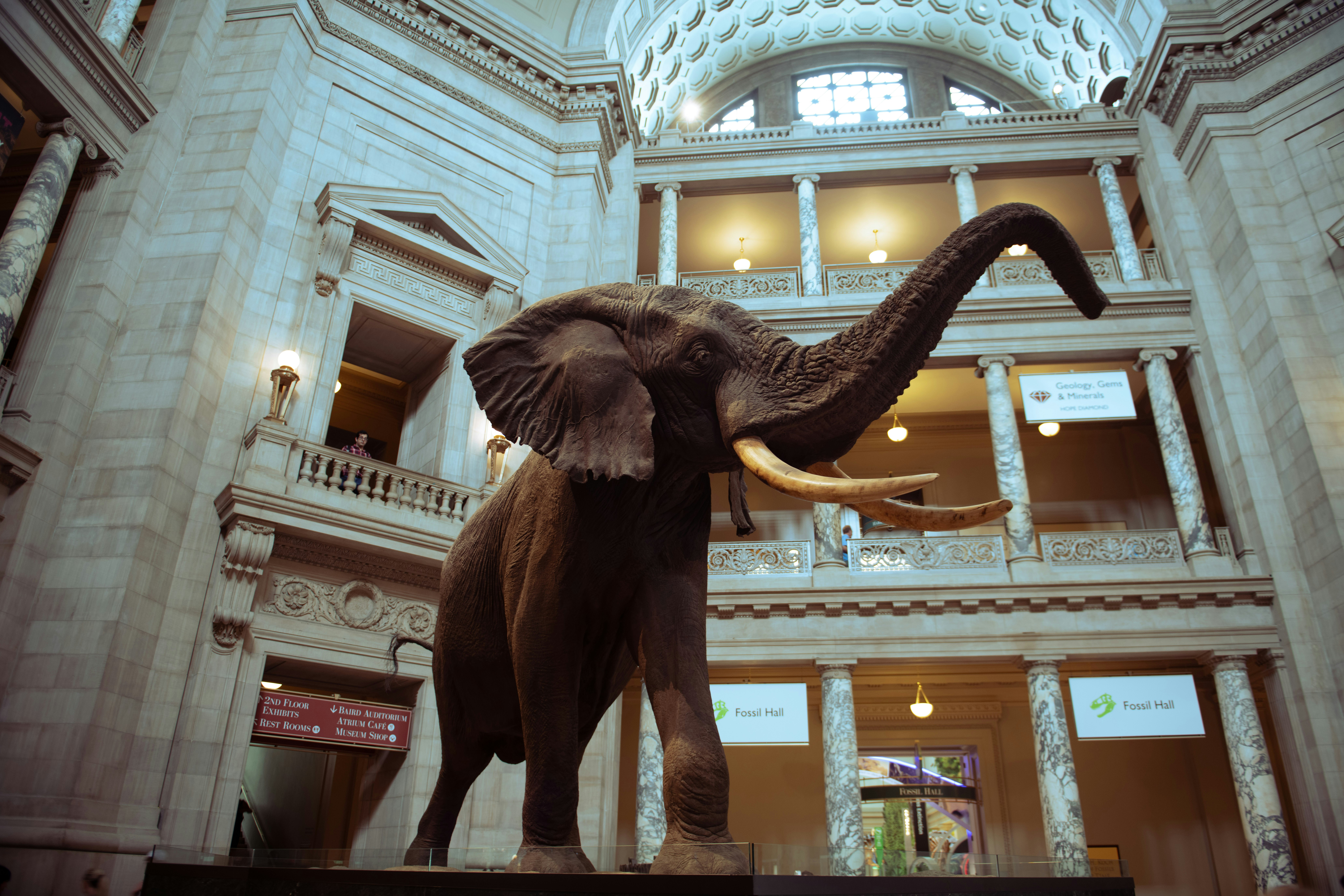Elephant exhibit in a grand museum hall.