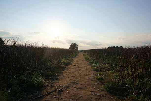 Dirt path through a field towards a lone tree