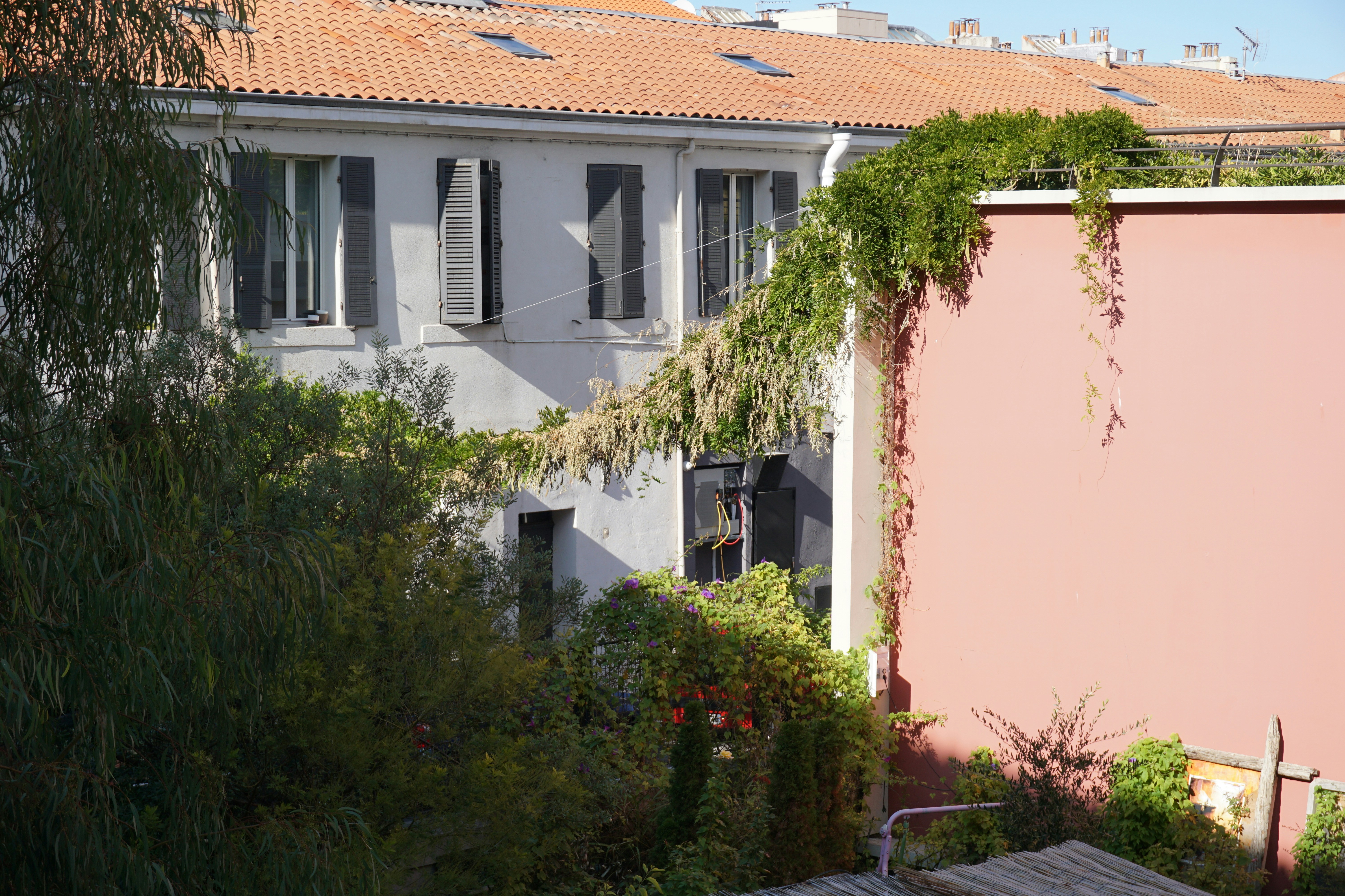 Building exterior with overgrown green plants and pink wall.