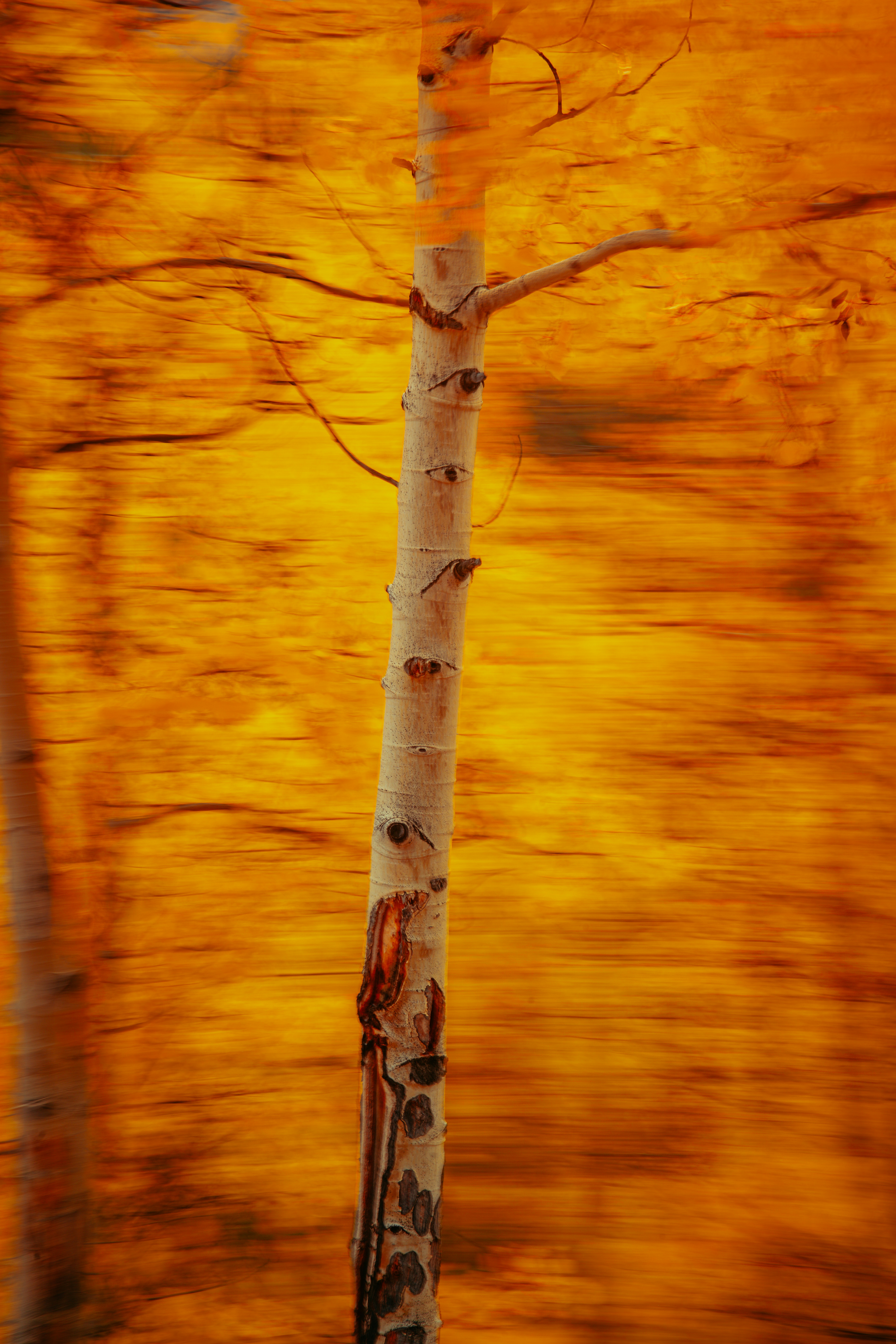 Blurred golden autumn forest with a single tree.