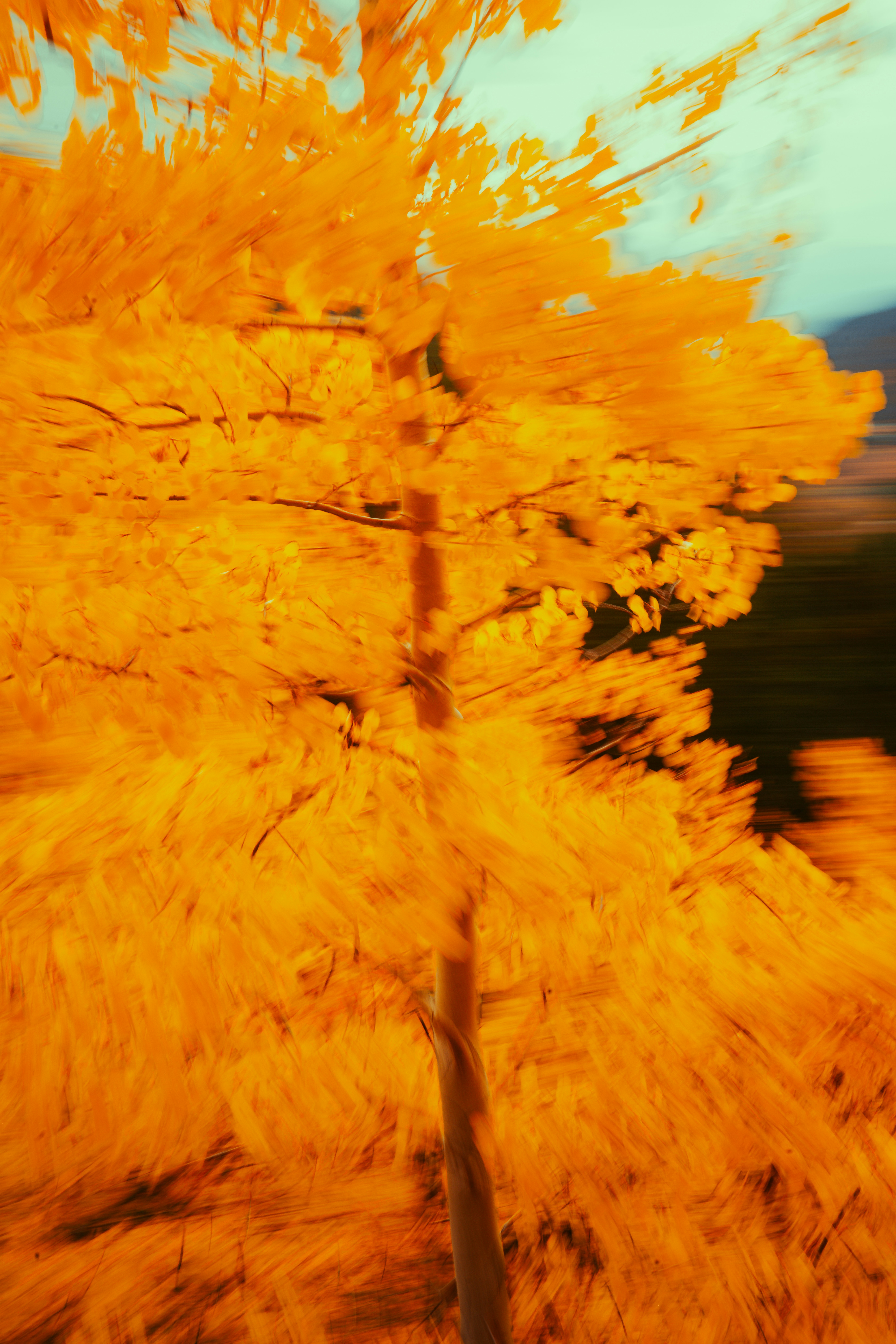 Bright orange autumn tree with blurred background