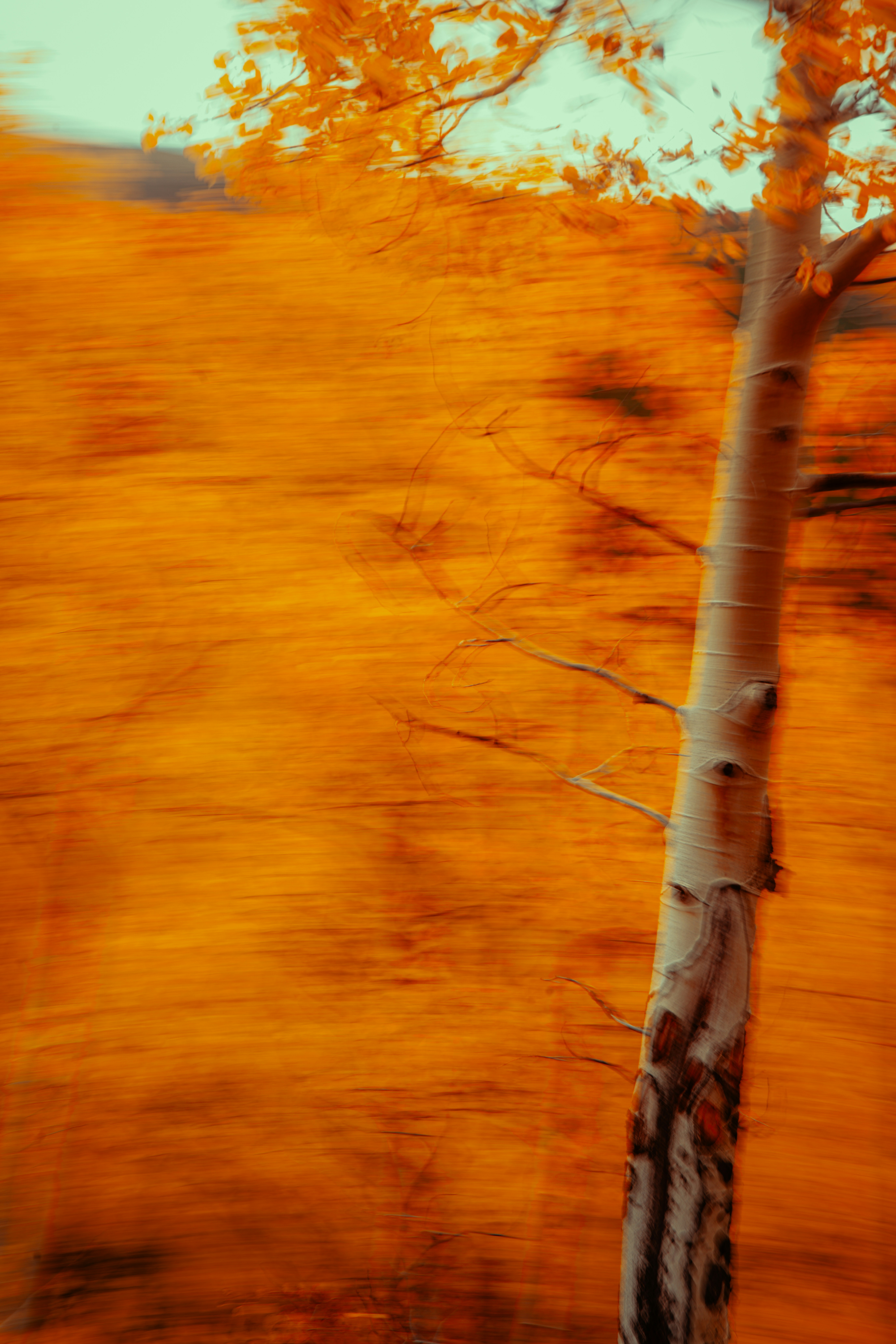 Blurred autumn trees with a single white trunk.