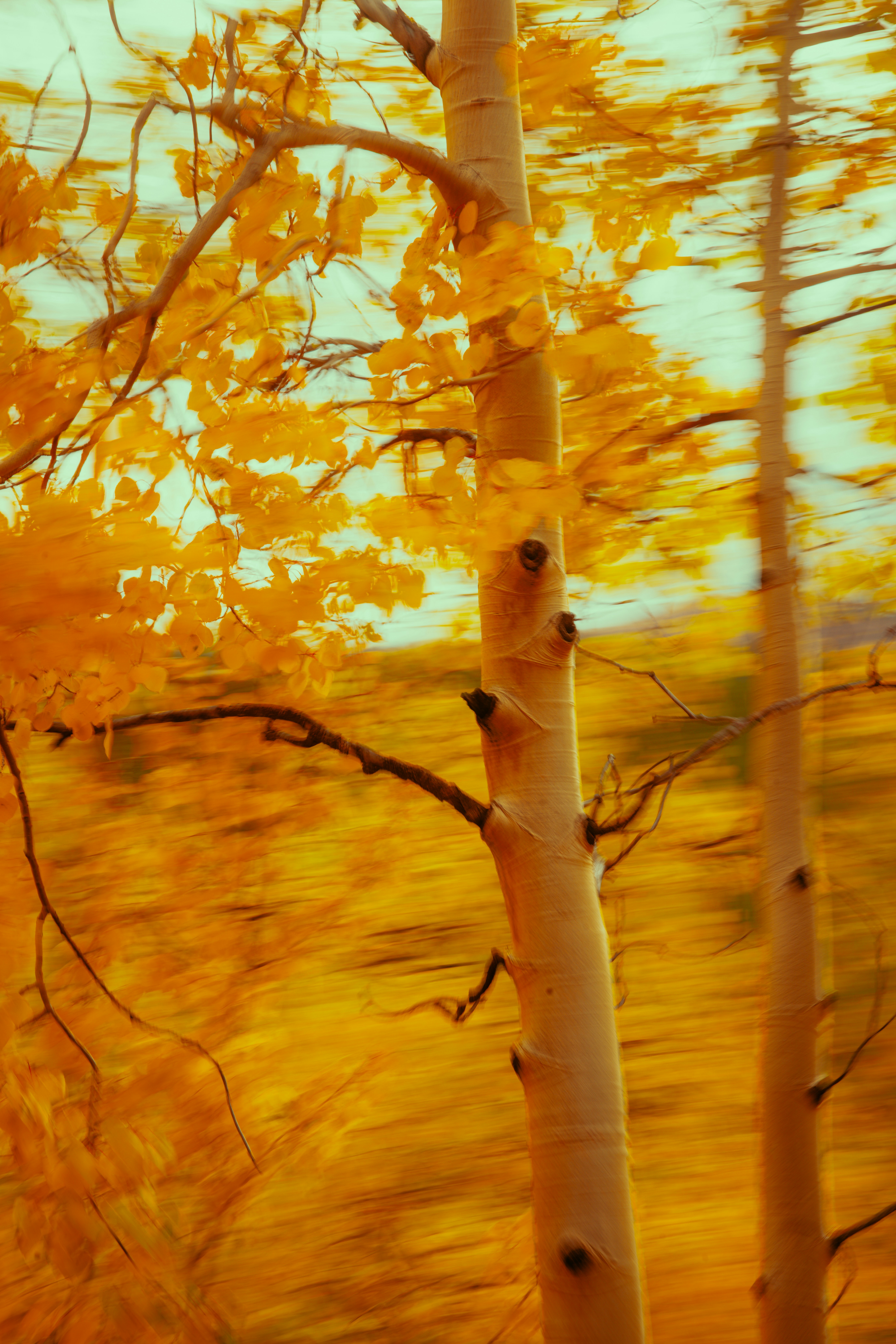 Two aspen trees with yellow autumn leaves