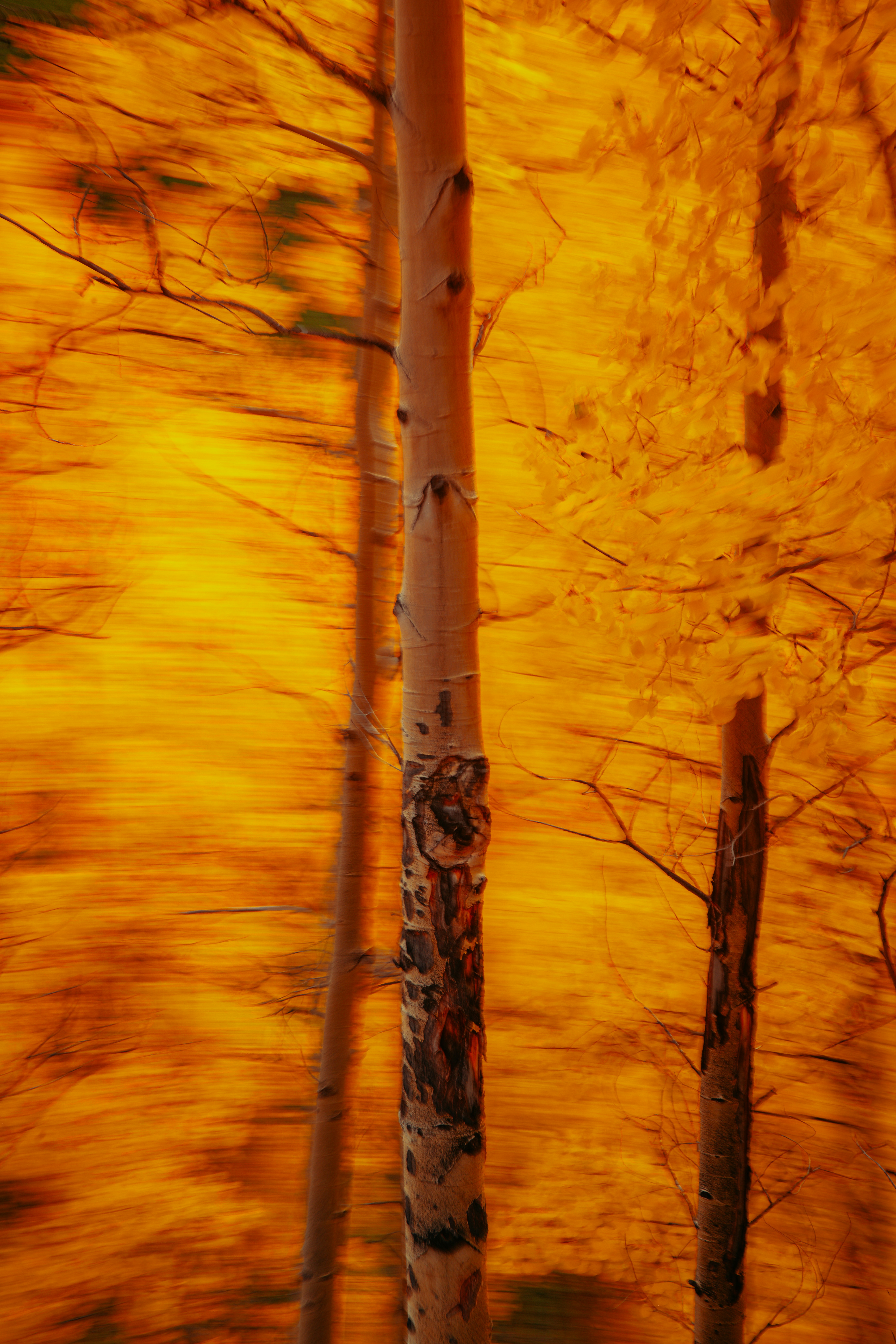 Photo by onthesearchforpineapples