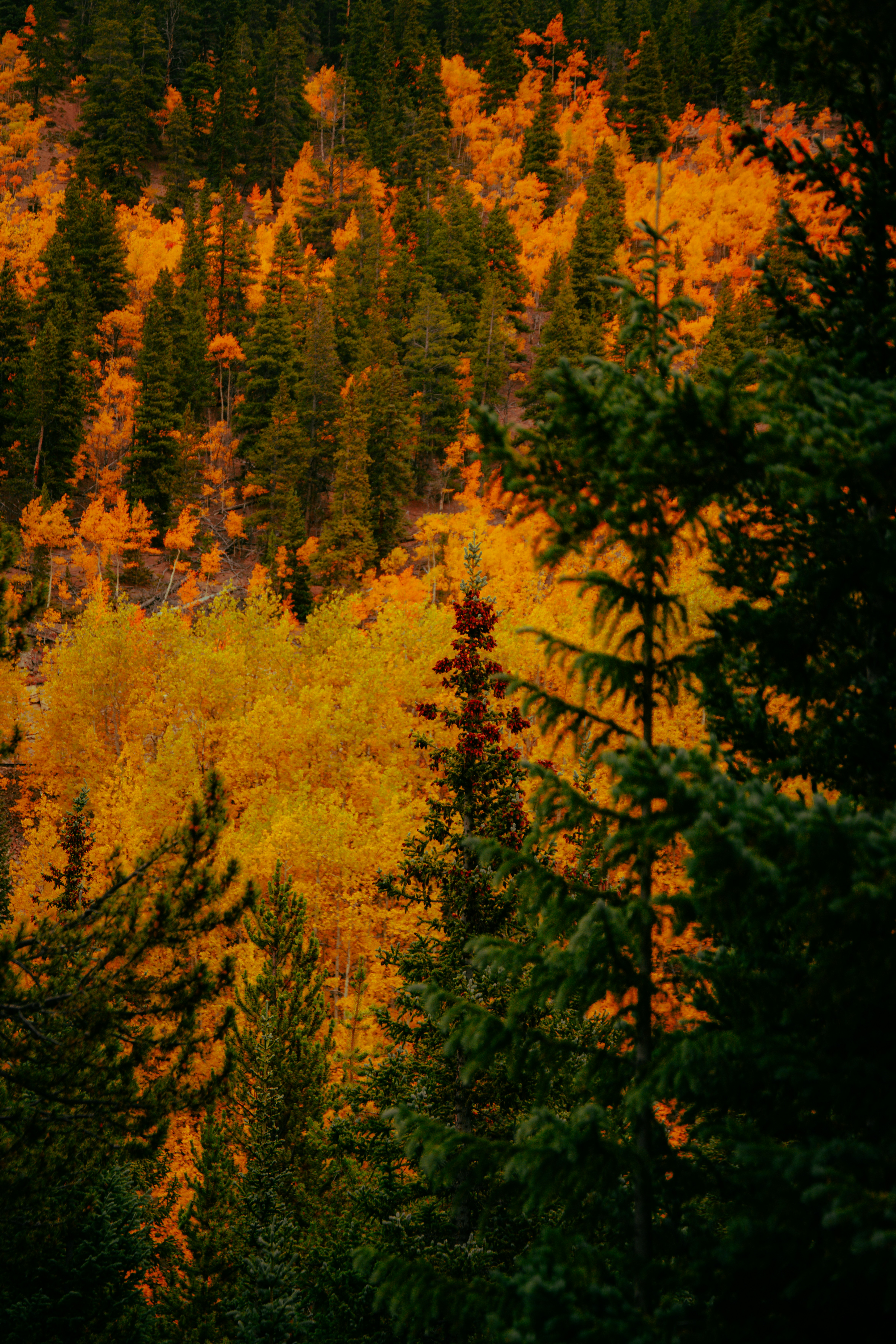 Vibrant autumn forest with yellow and green trees
