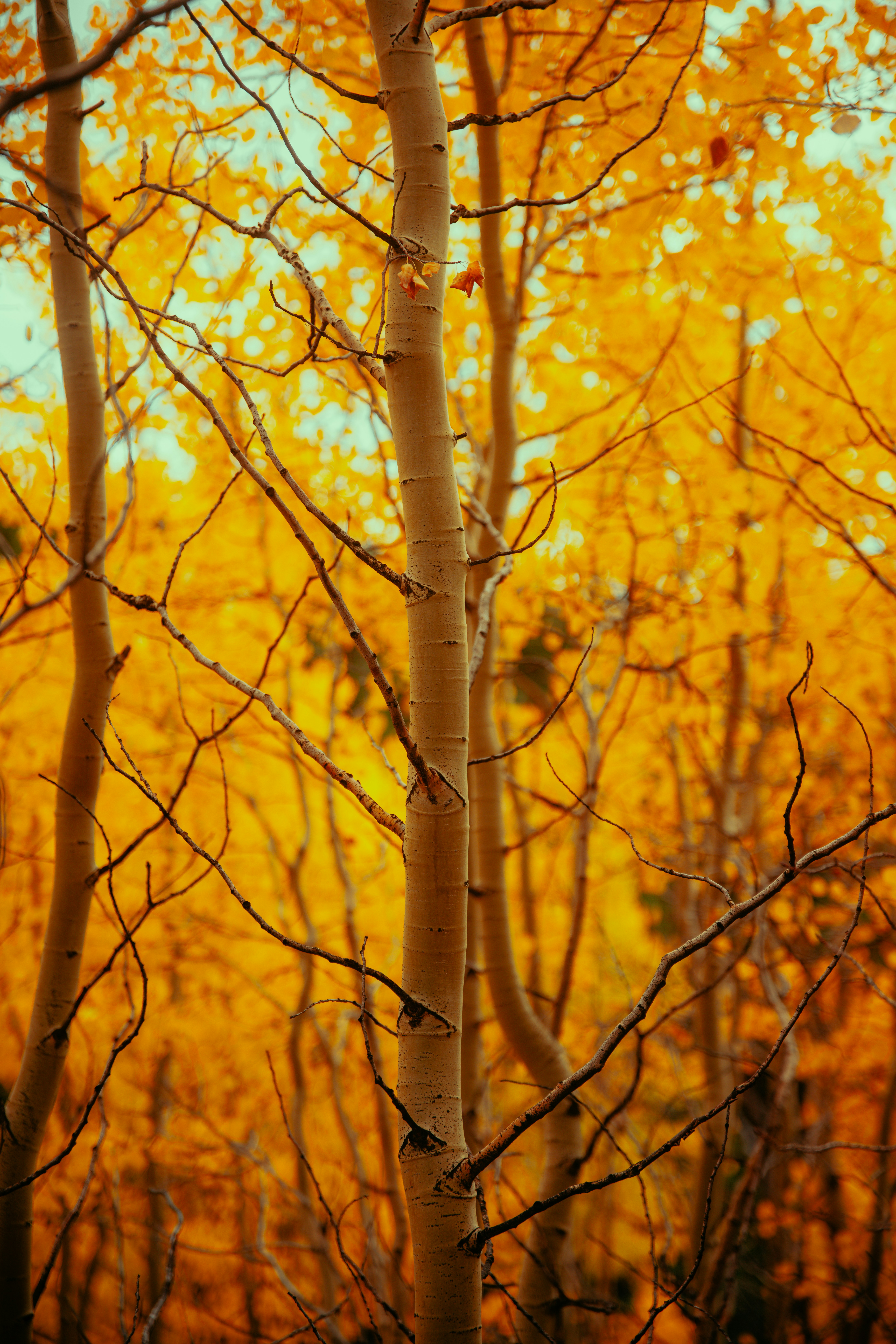 Tall trees with golden autumn leaves in forest