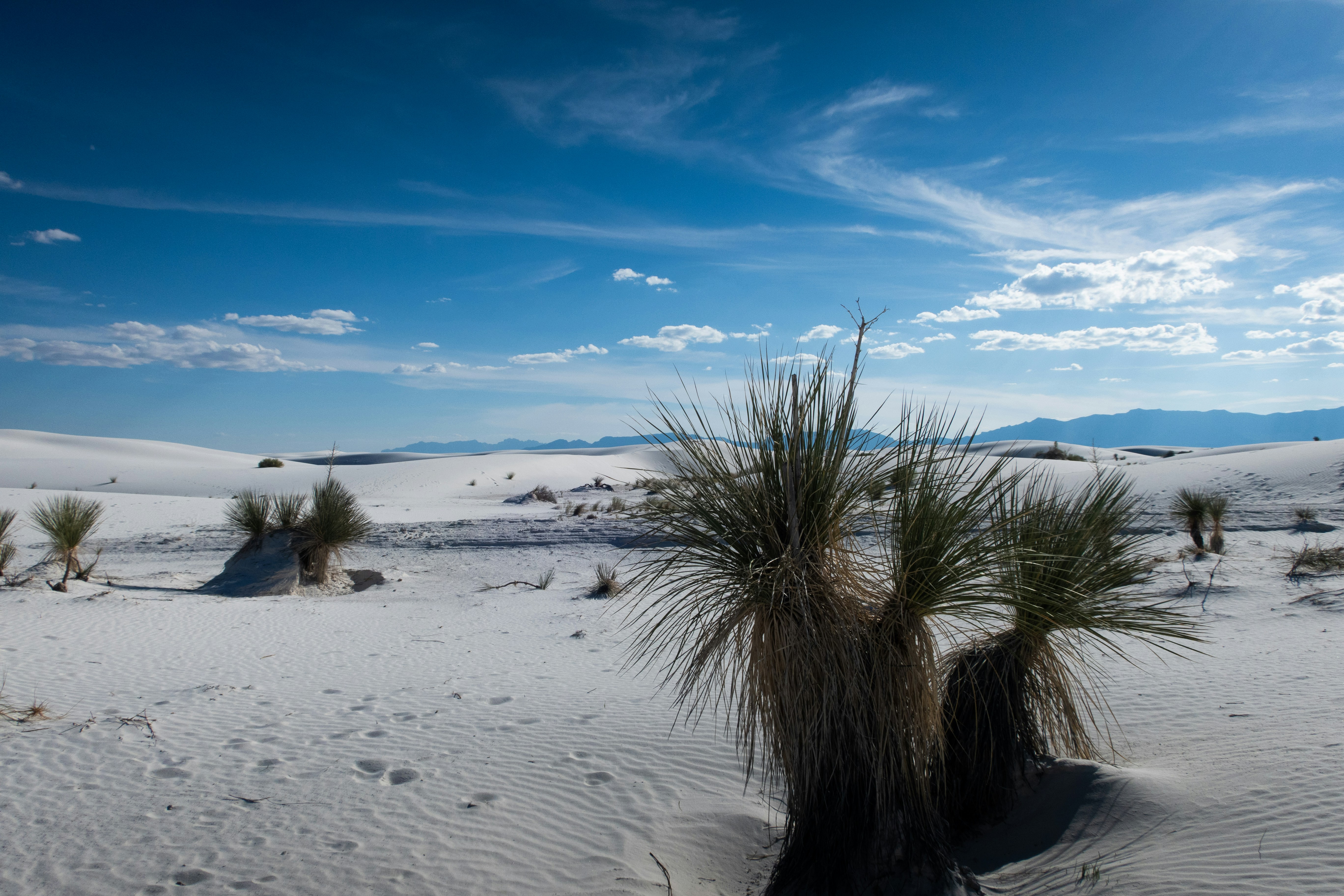 Dunas de arena blanca con escasas plantas desérticas bajo un cielo azul.