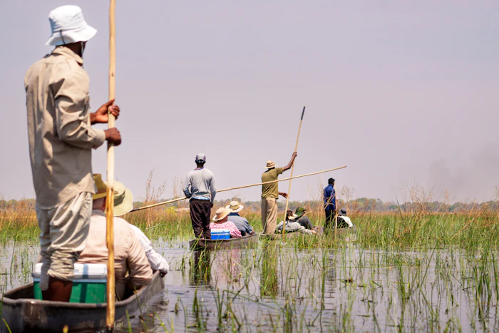 Guides poling traditional mokoro canoes through the reeds of the Okavango Delta