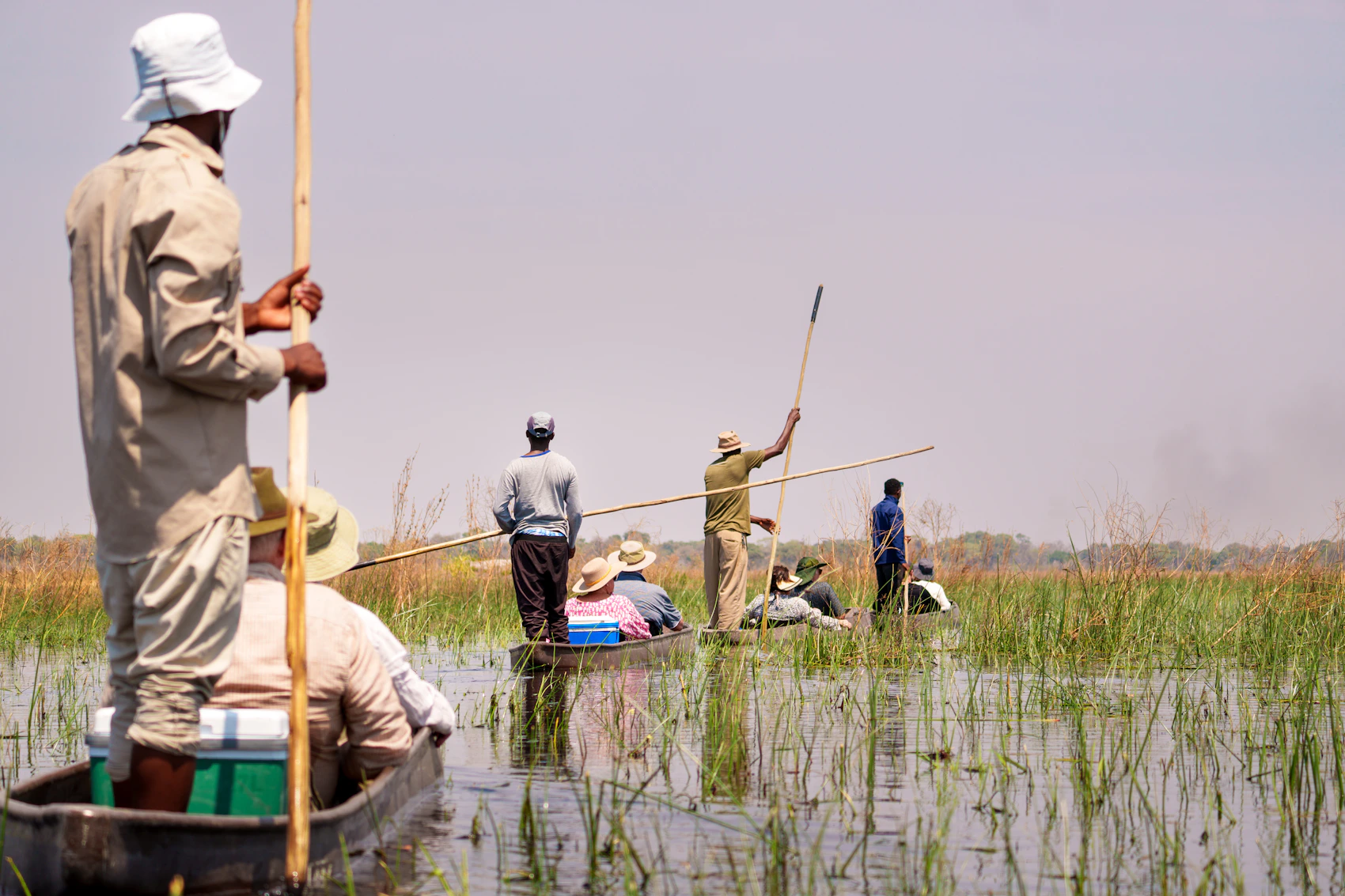 Mokoro canoes moving through the grassy channels of the Okavango Delta