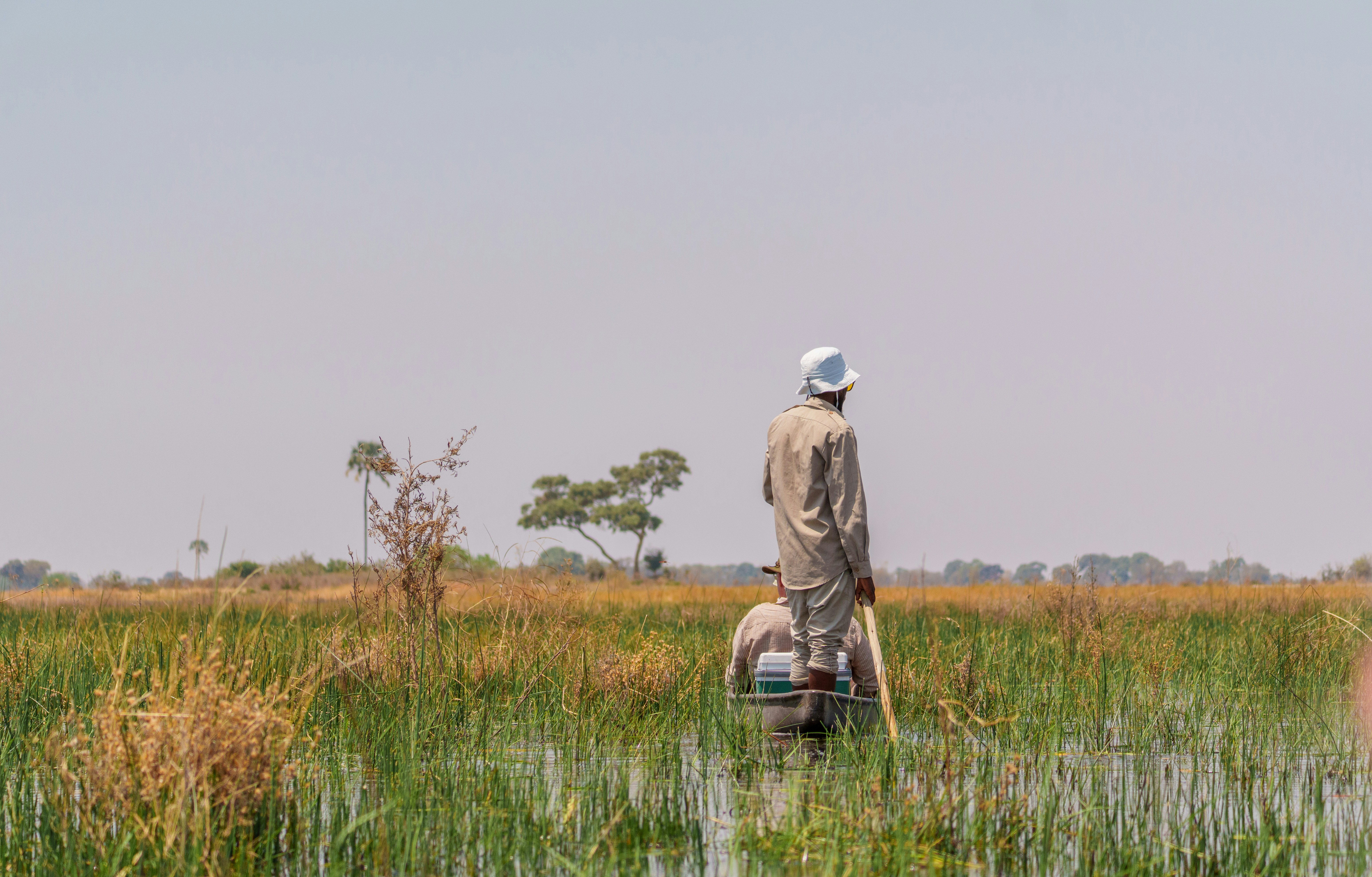 Two people walking through tall grass and water.