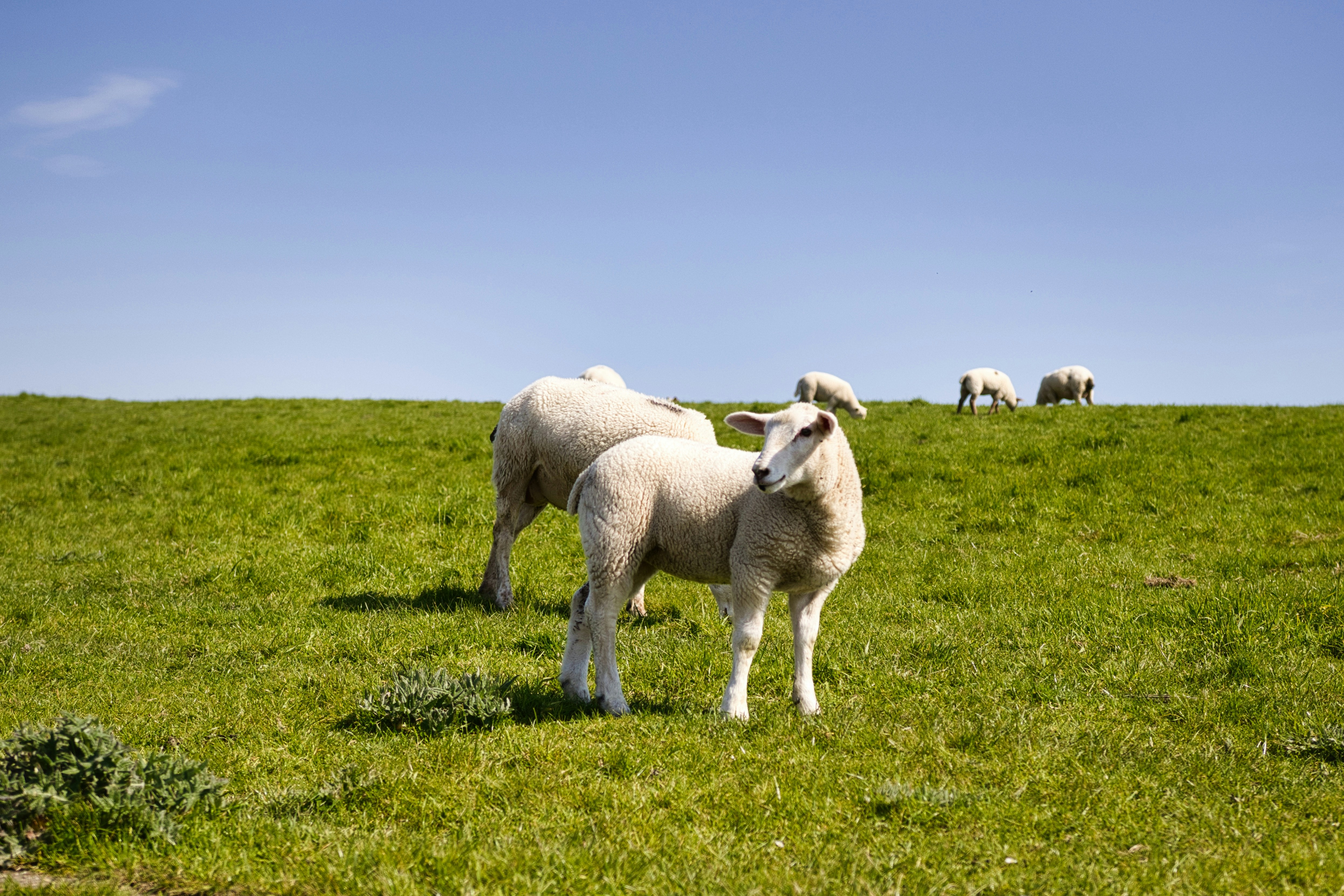 Photo by paws_and_prints