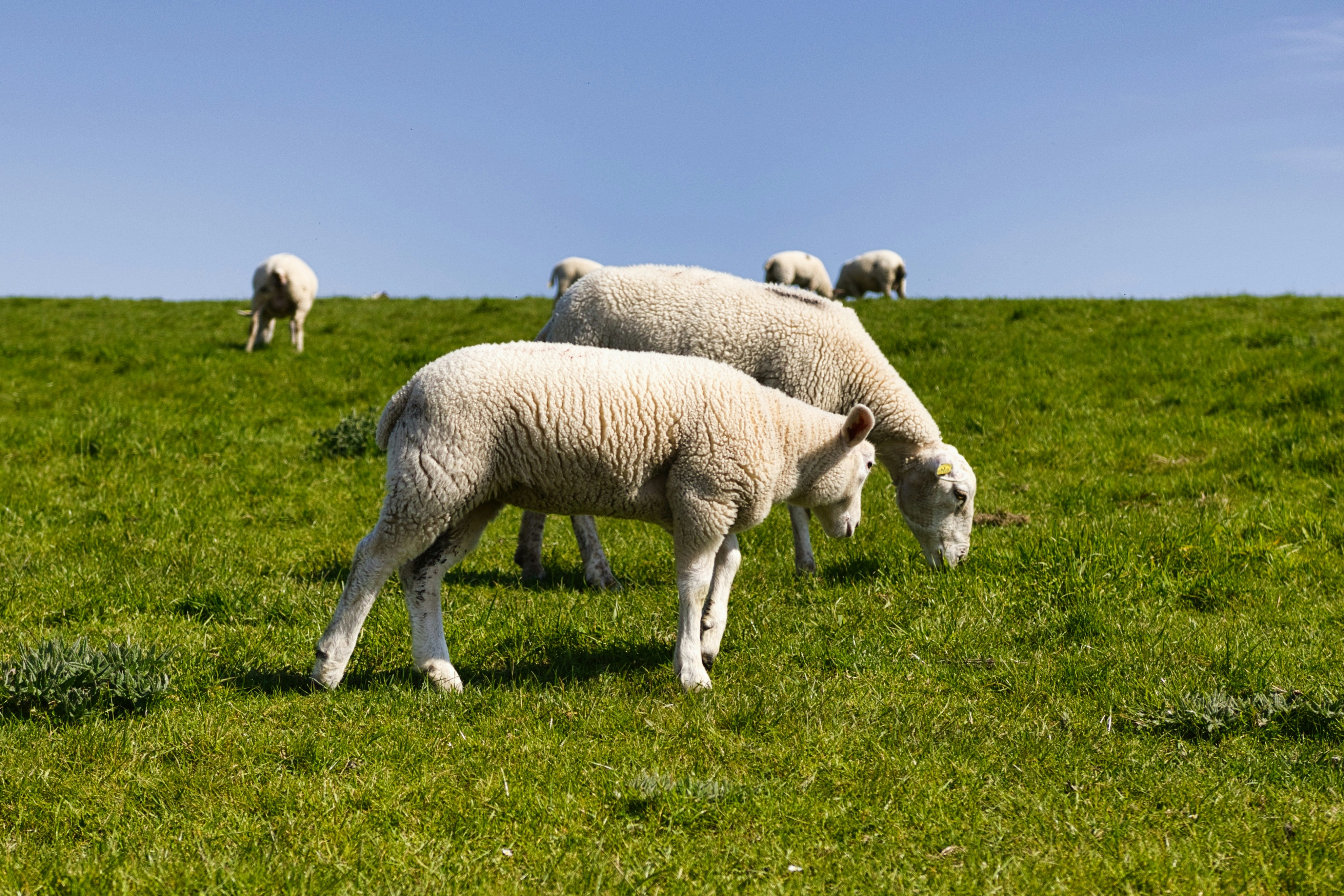 Photo by paws_and_prints