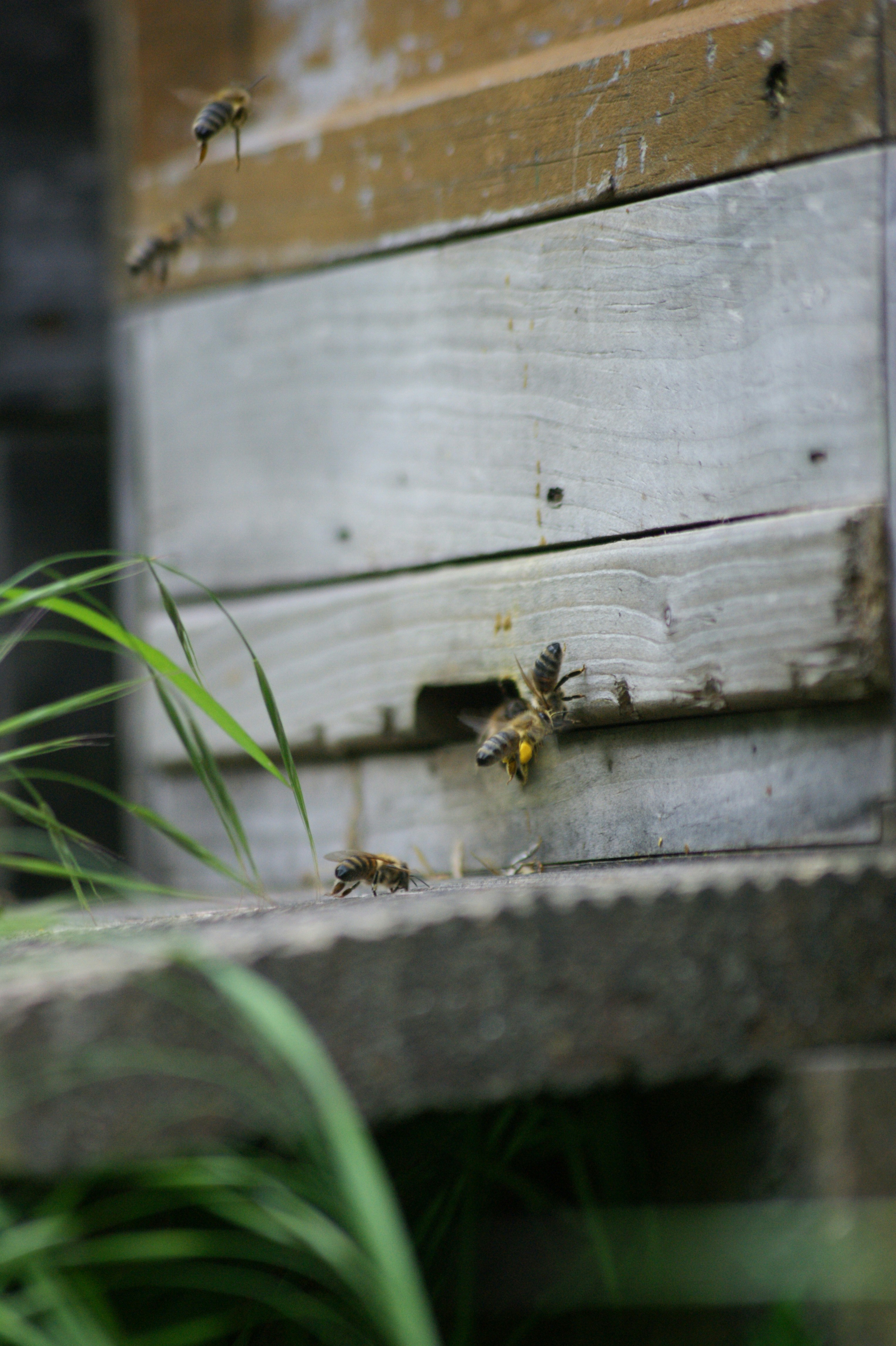 Bees flying around a wooden beehive entrance.