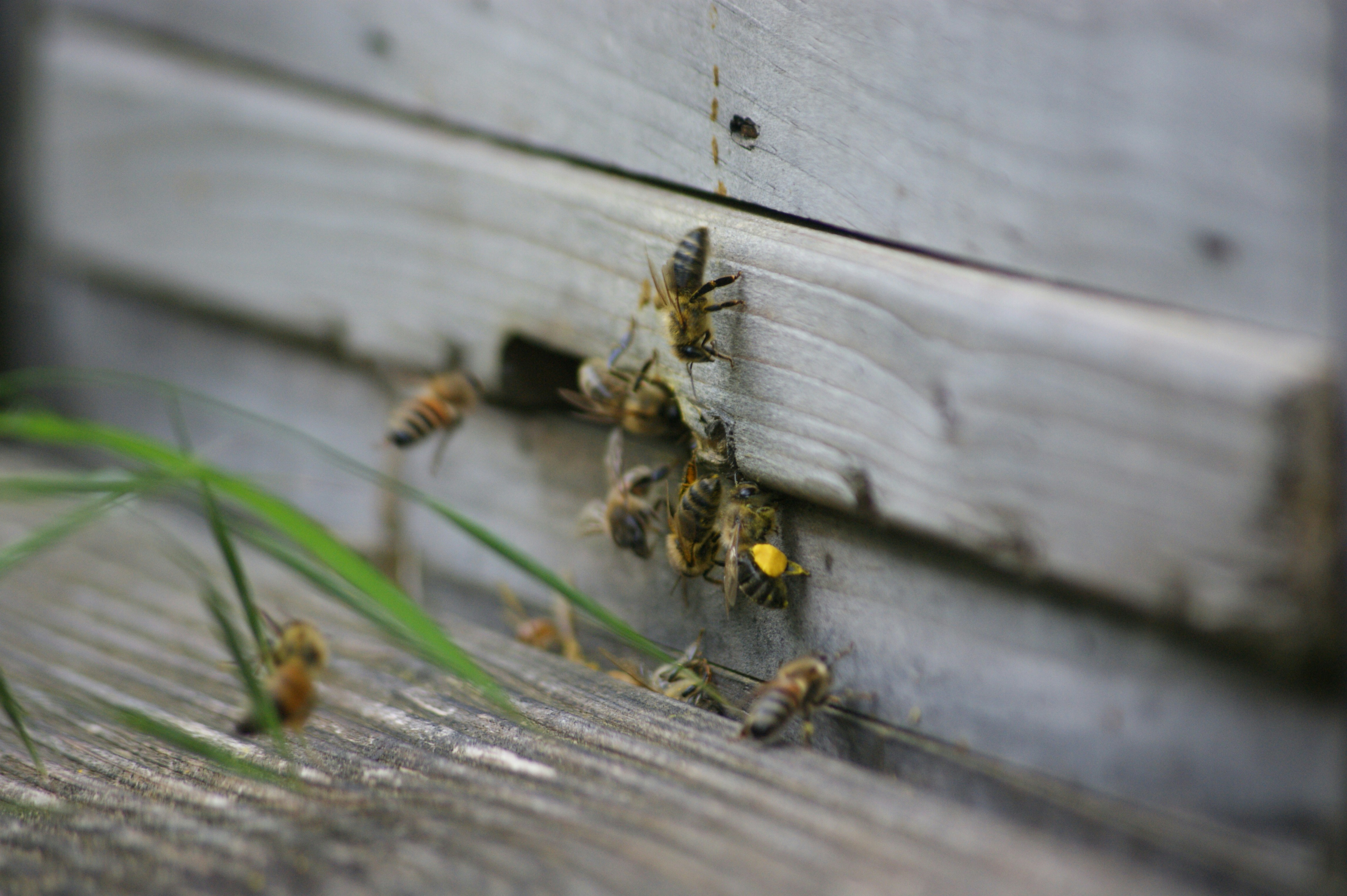 Bees entering and exiting a wooden beehive entrance.
