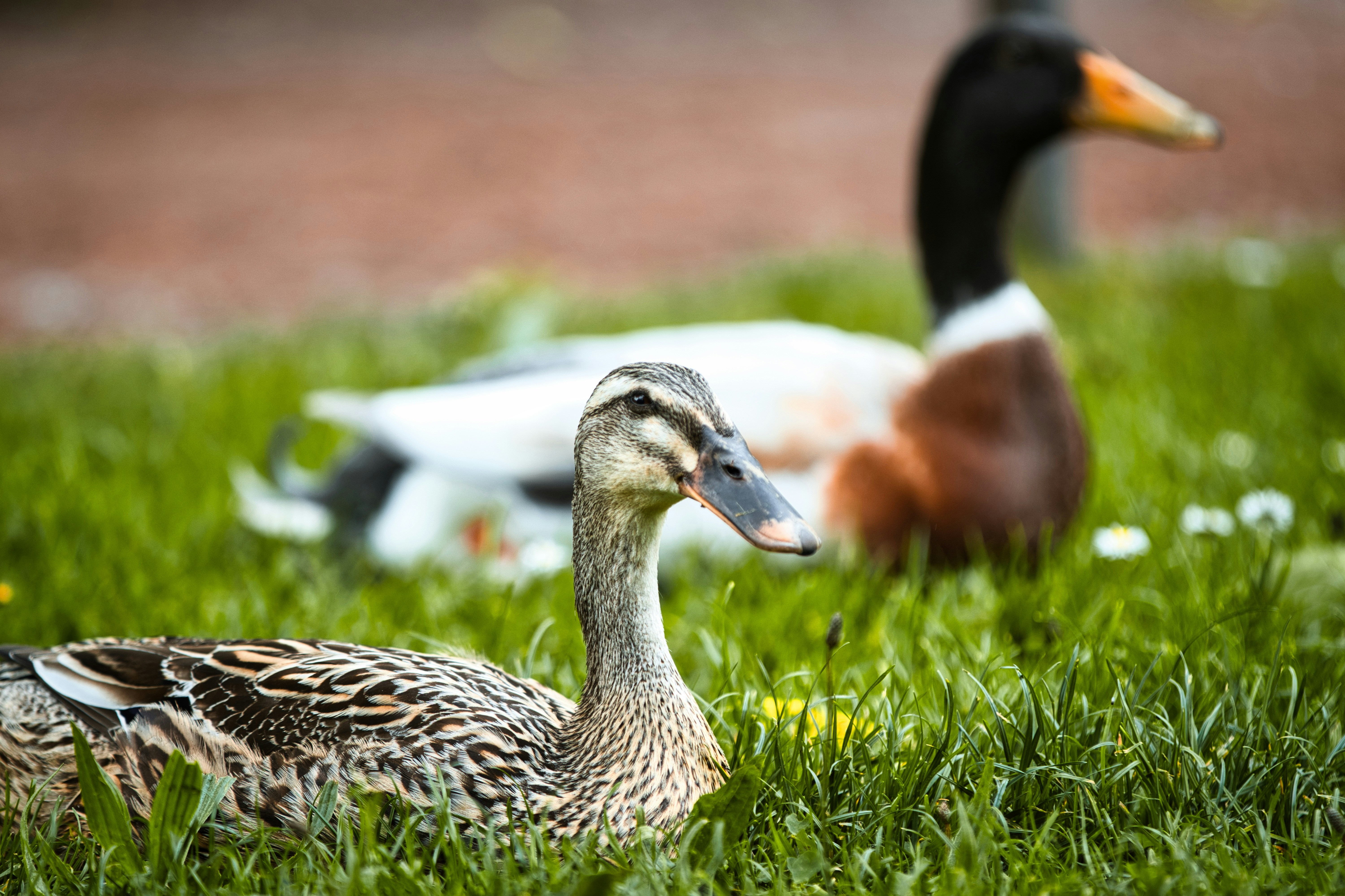 Photo by paws_and_prints