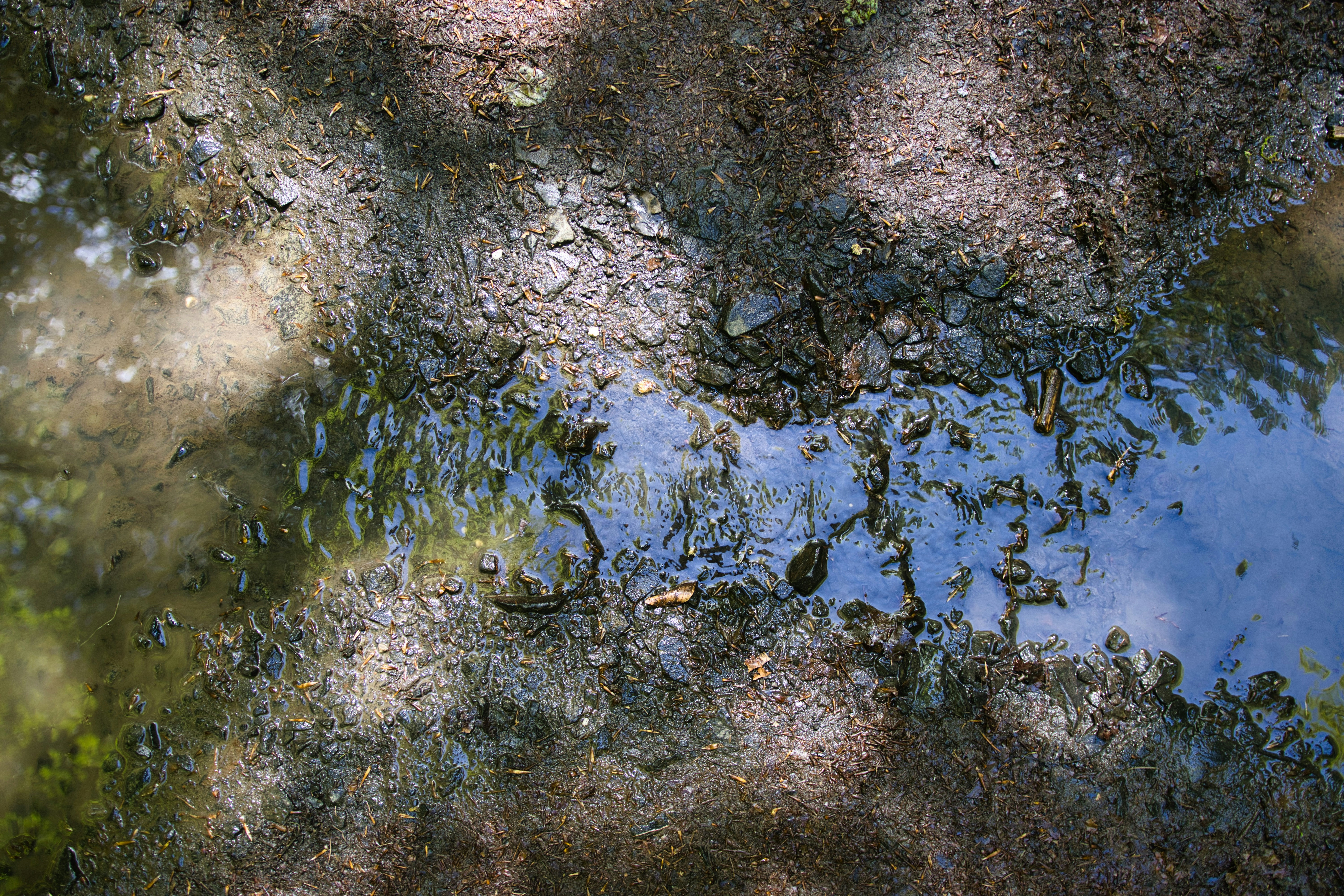 Photo by paws_and_prints