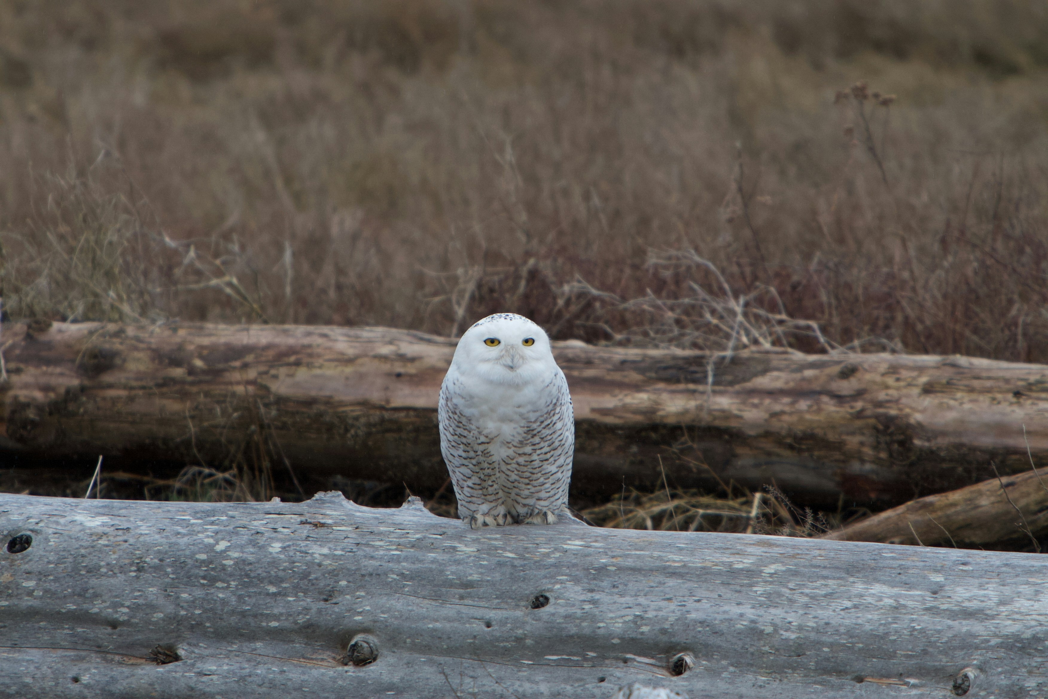 A snowy owl sits on a log.