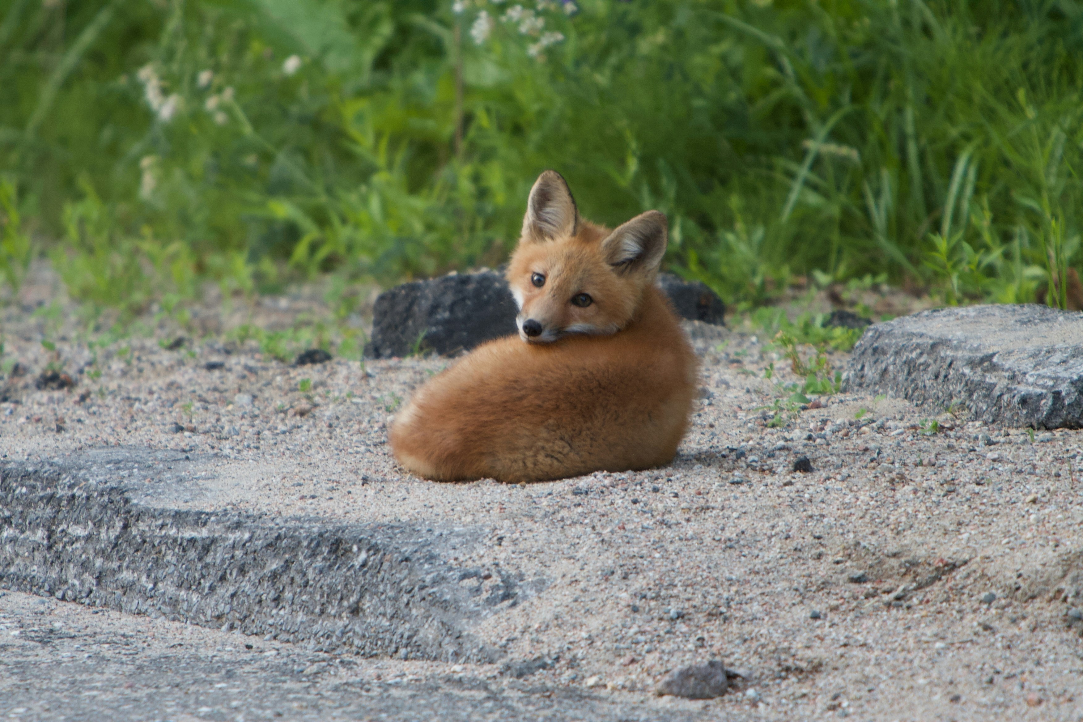 A young fox rests on sandy ground near rocks.