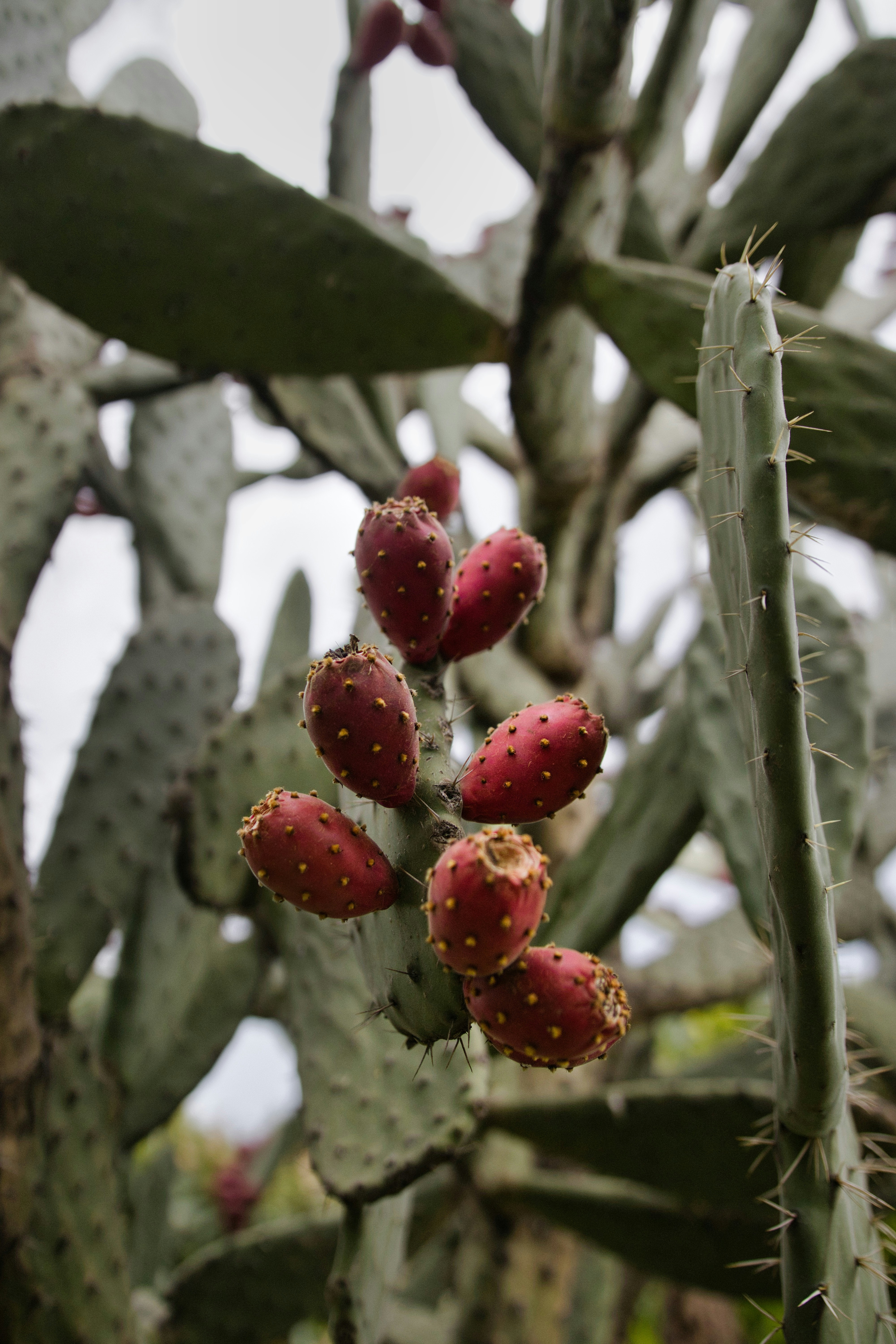 Prickly pear cactus with ripe red fruit photo  Free Green Image on Unsplash