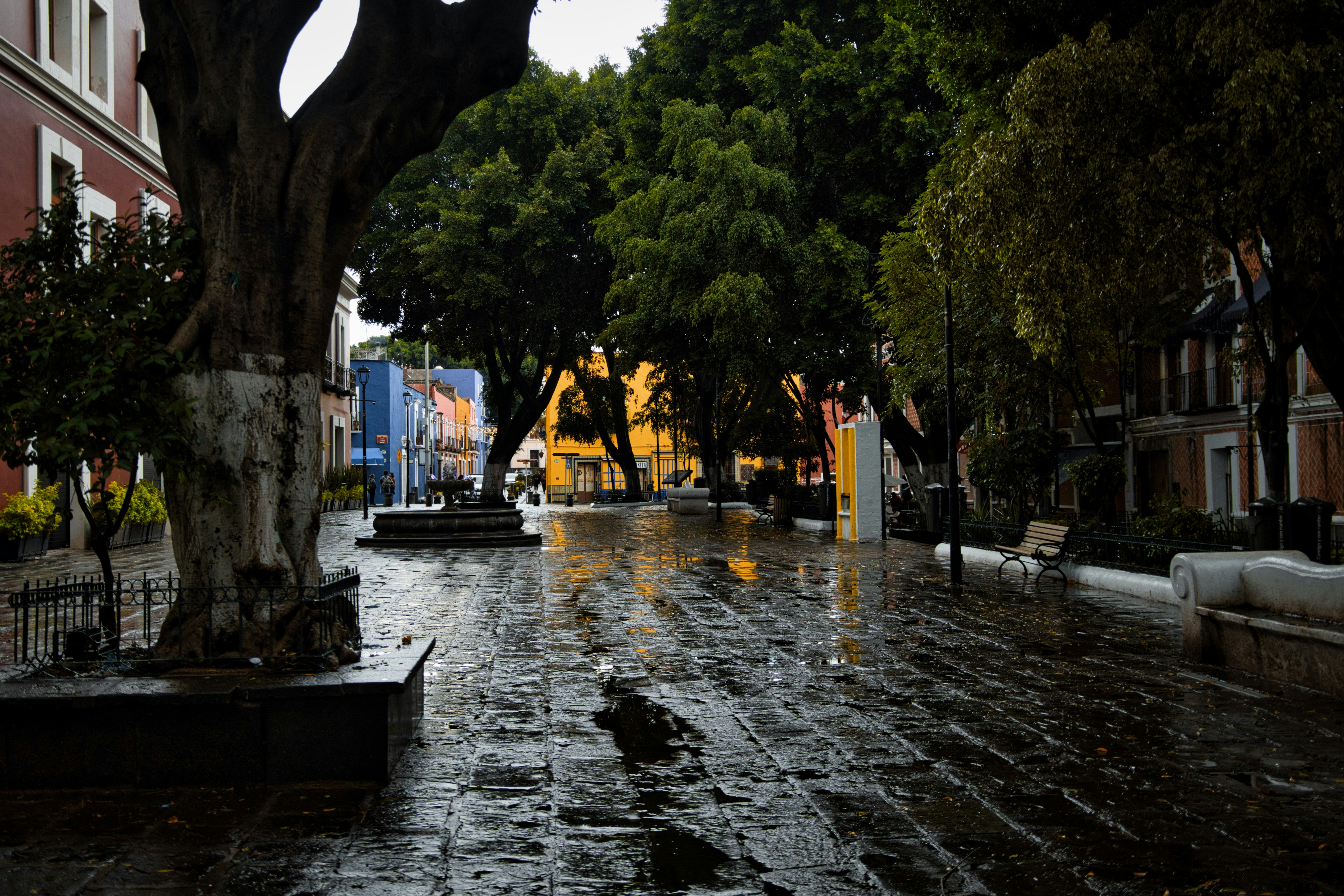 Wet cobblestone plaza with trees and colorful buildings