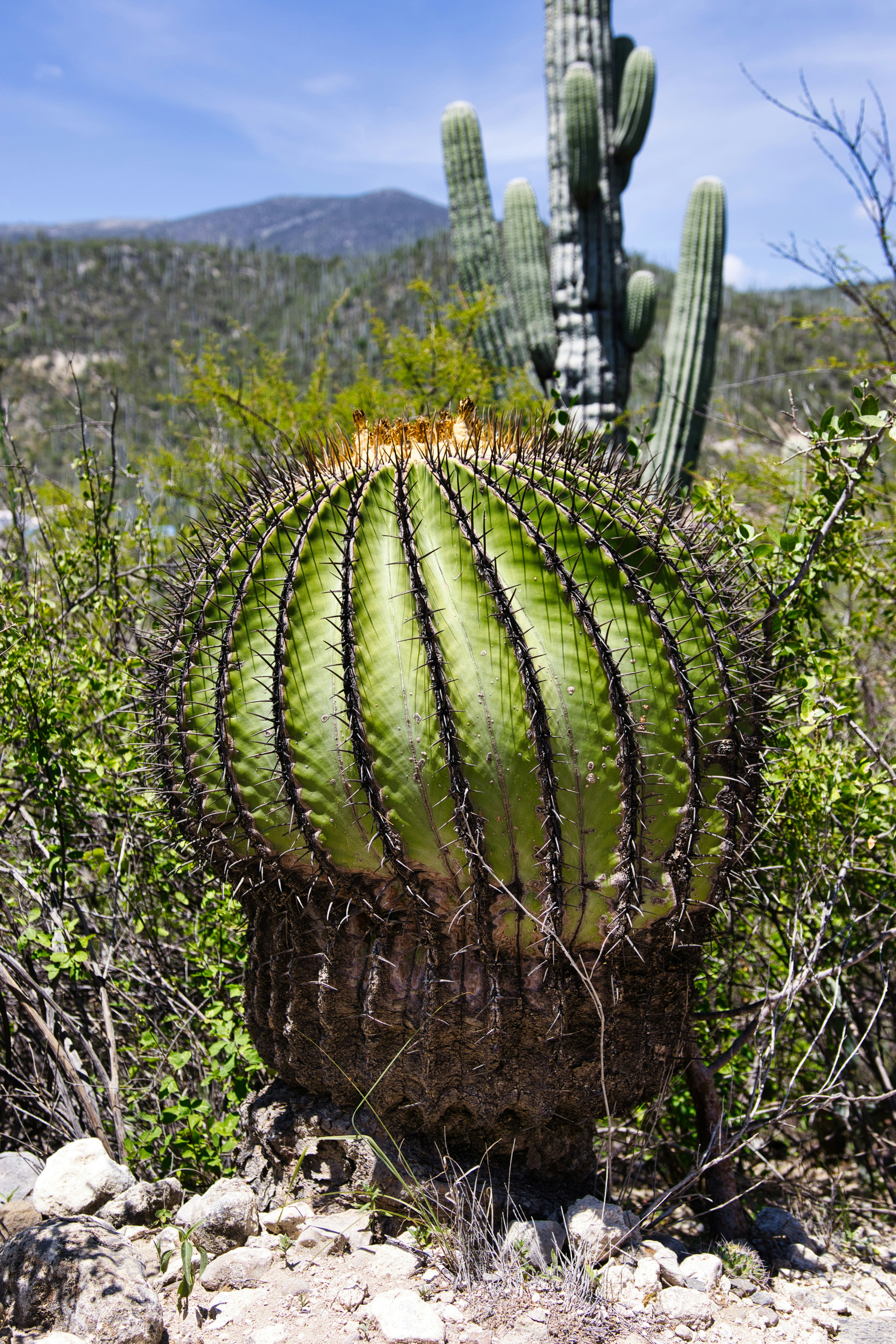 A large barrel cactus in a dry, rocky landscape