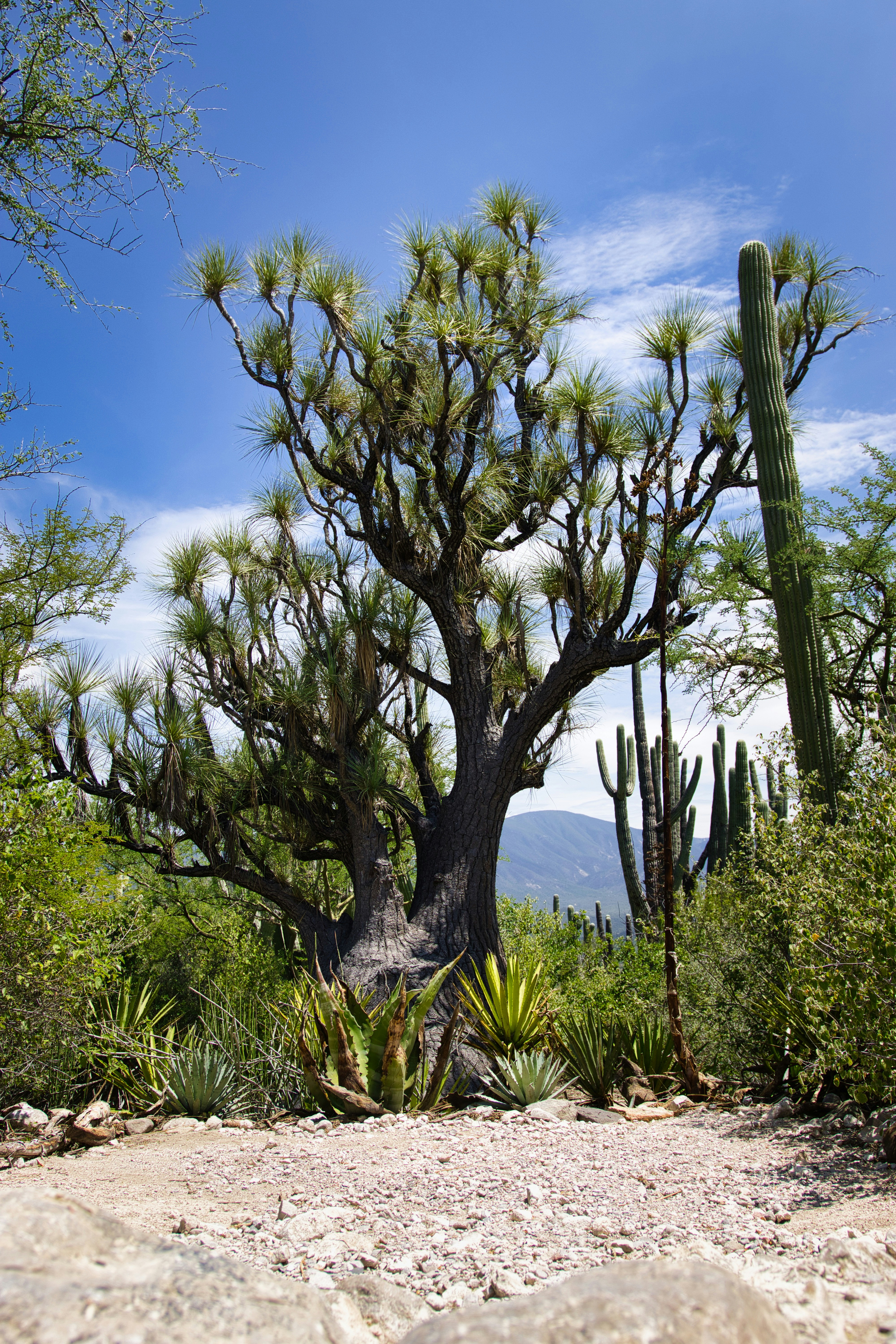 Large tree with cacti and arid plants under blue sky