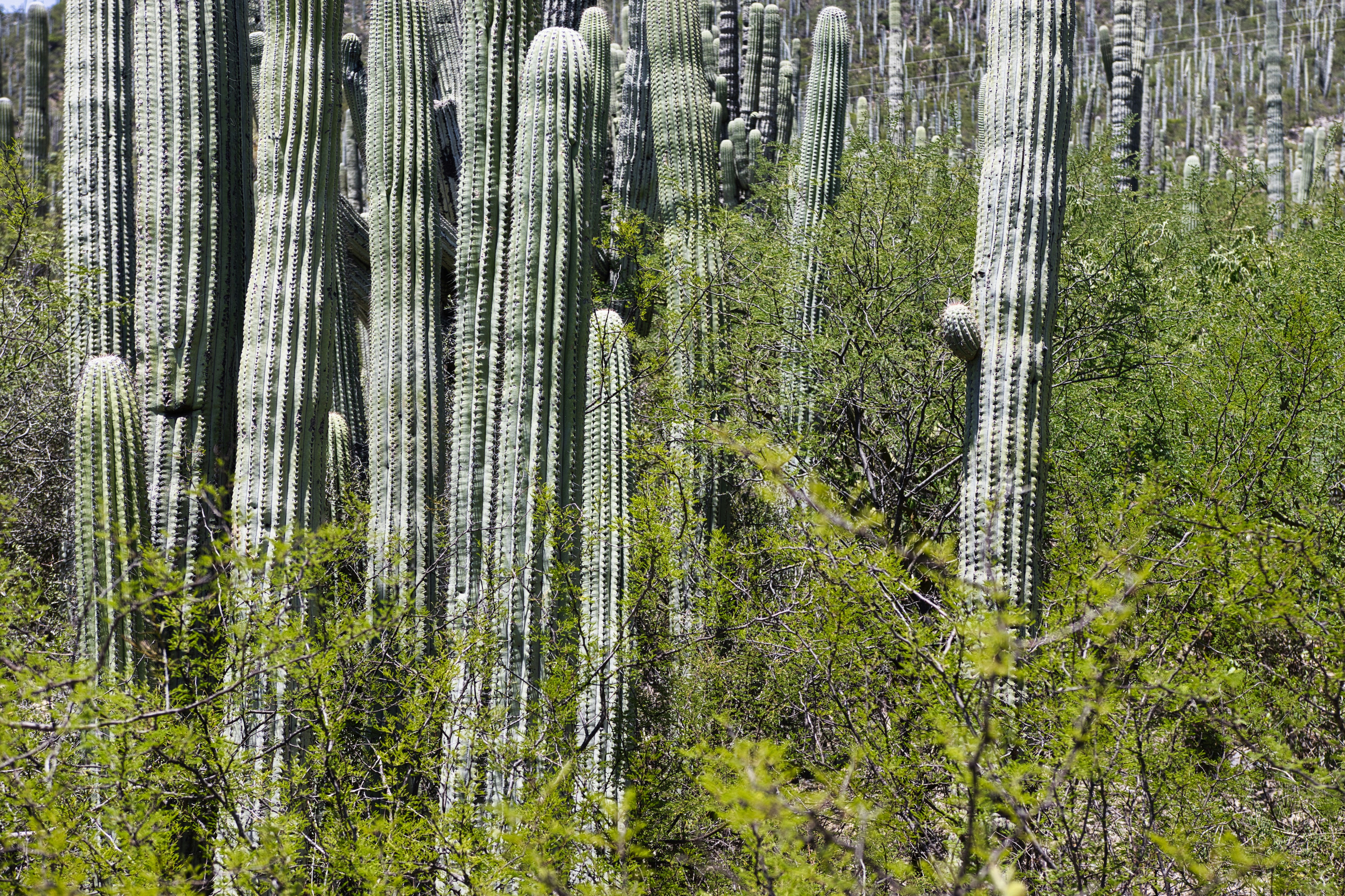 Tall saguaro cacti in a desert landscape