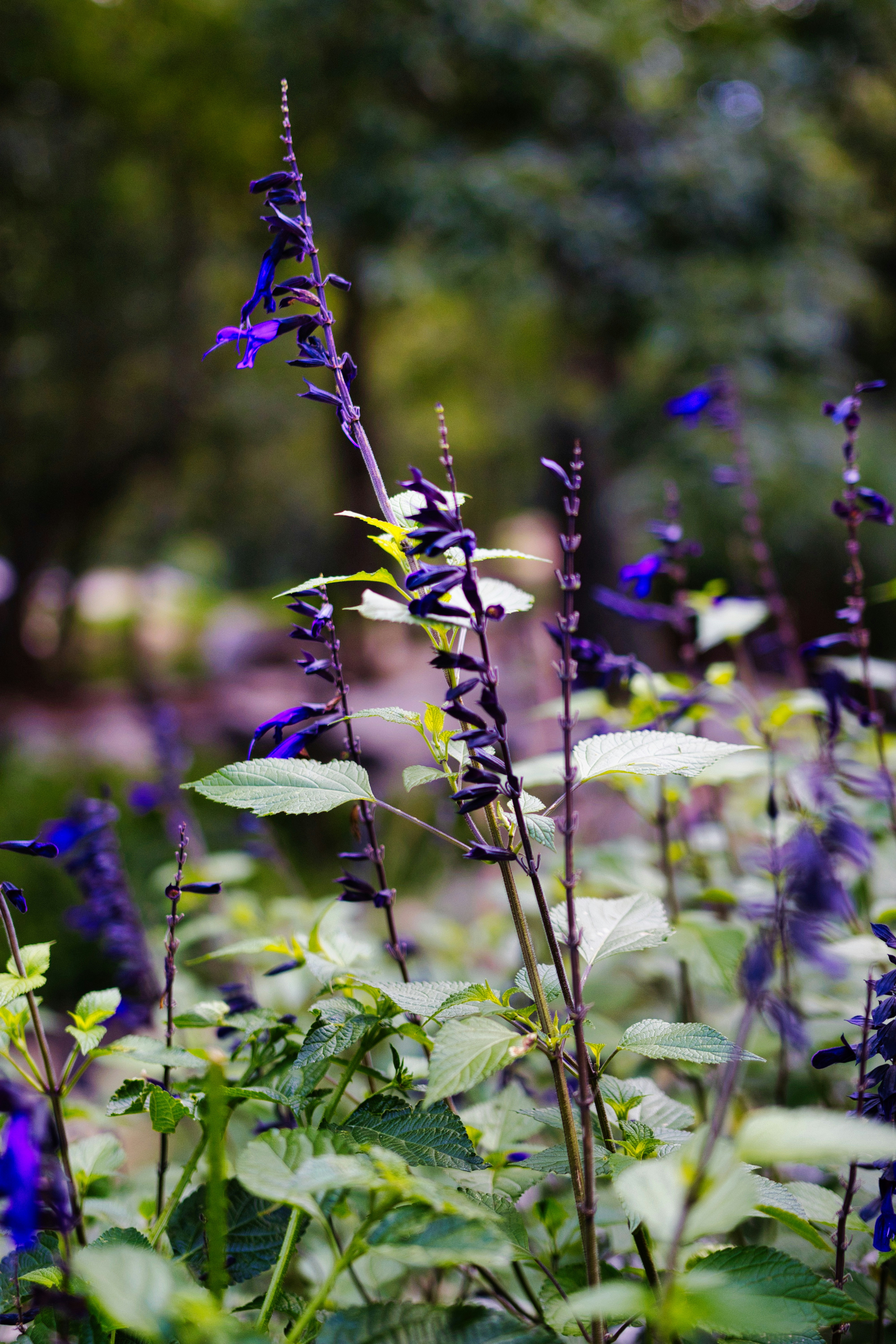 Photo by paws_and_prints