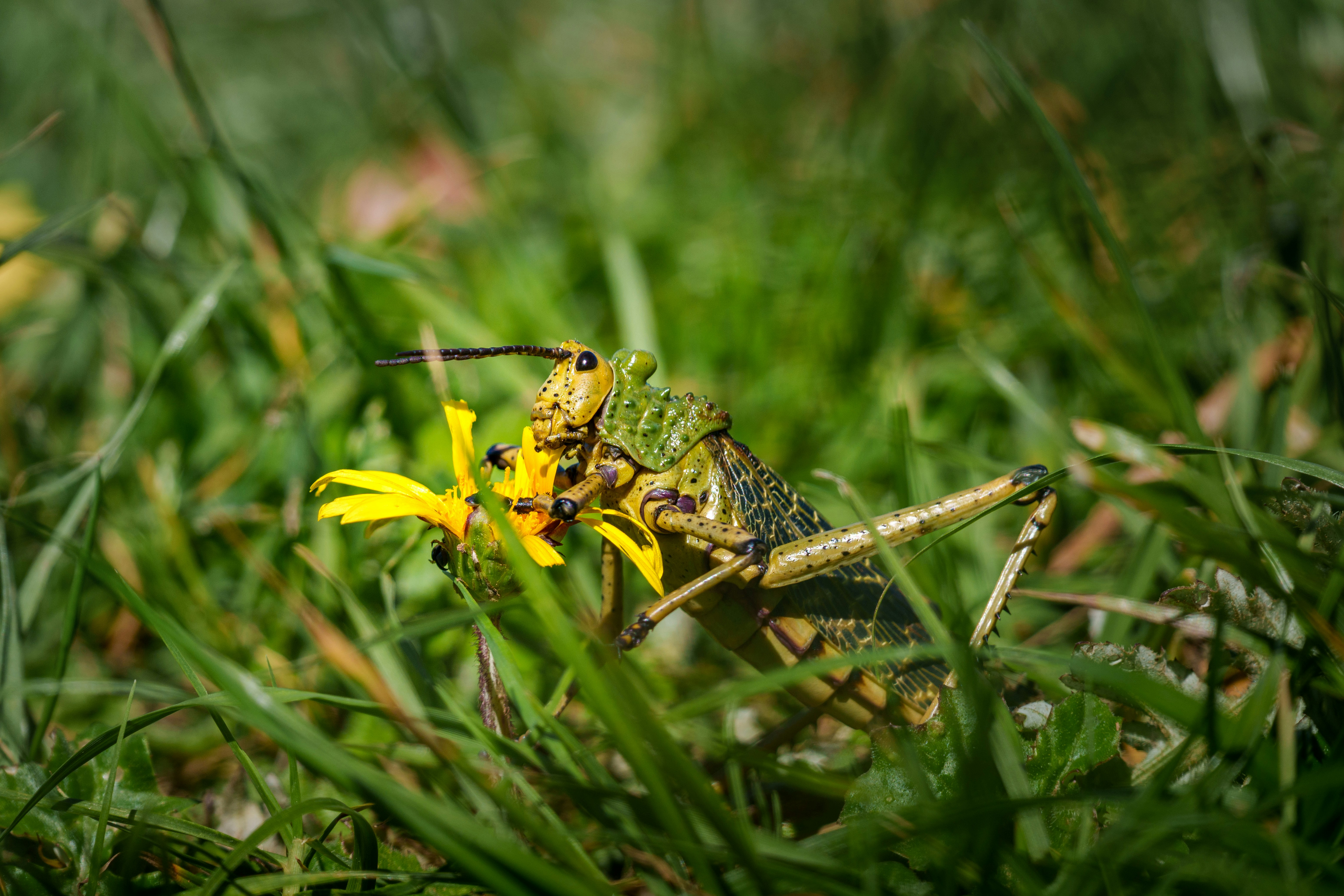 A large grasshopper eats a yellow flower.