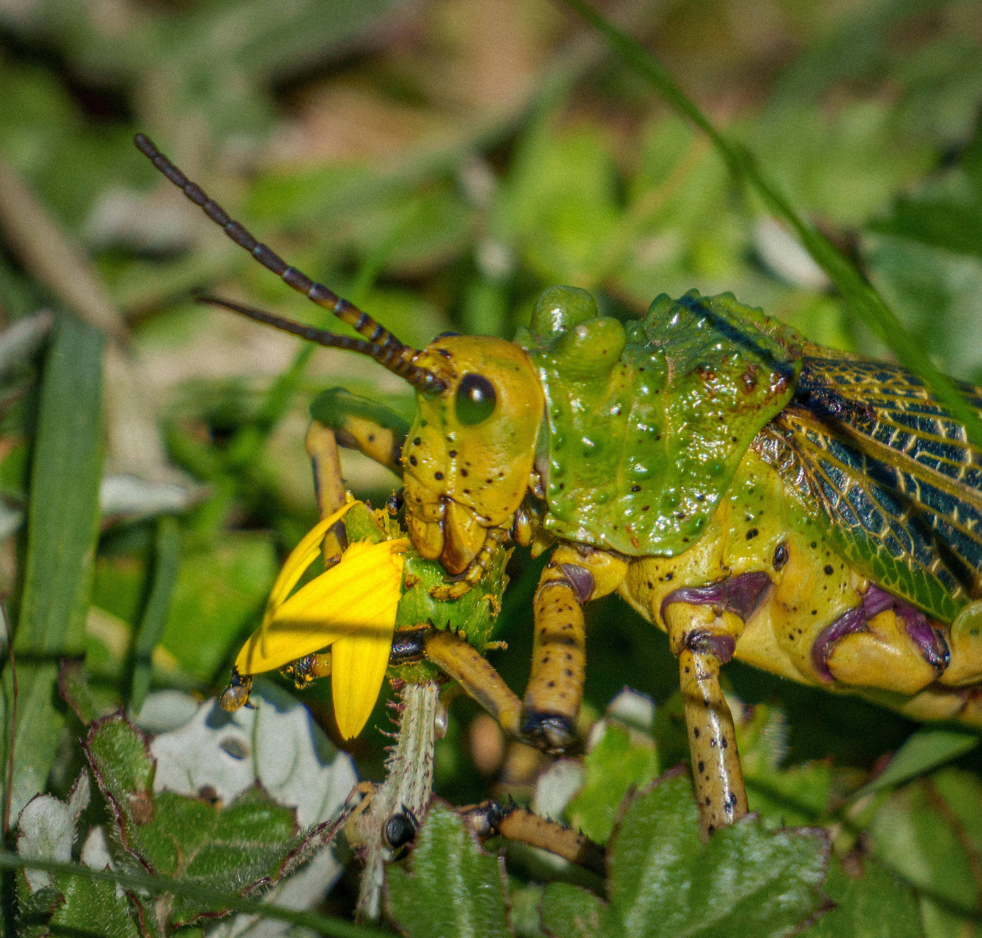 A large green grasshopper eating a yellow flower.
