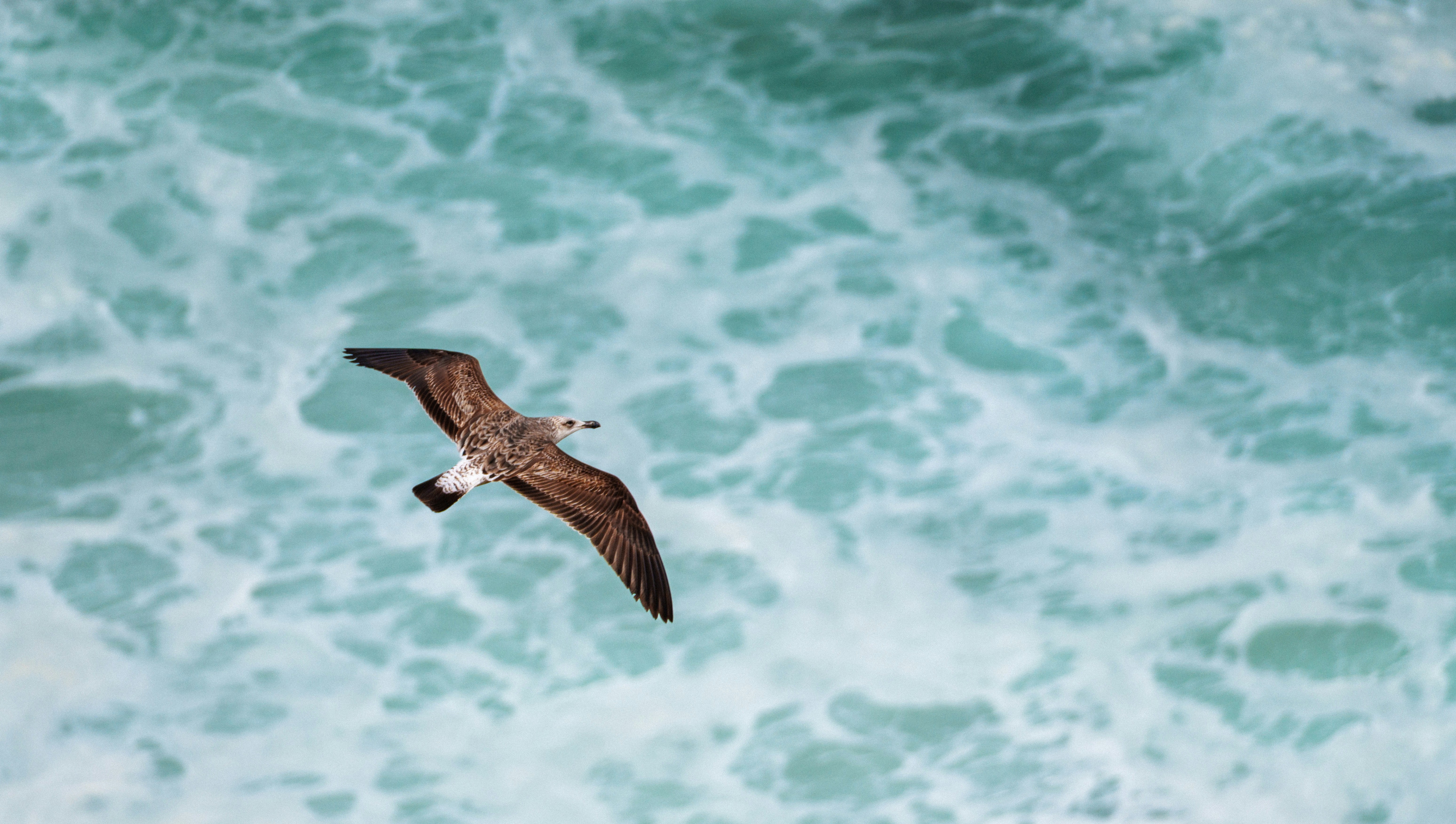 Seagull flying over choppy turquoise ocean waves