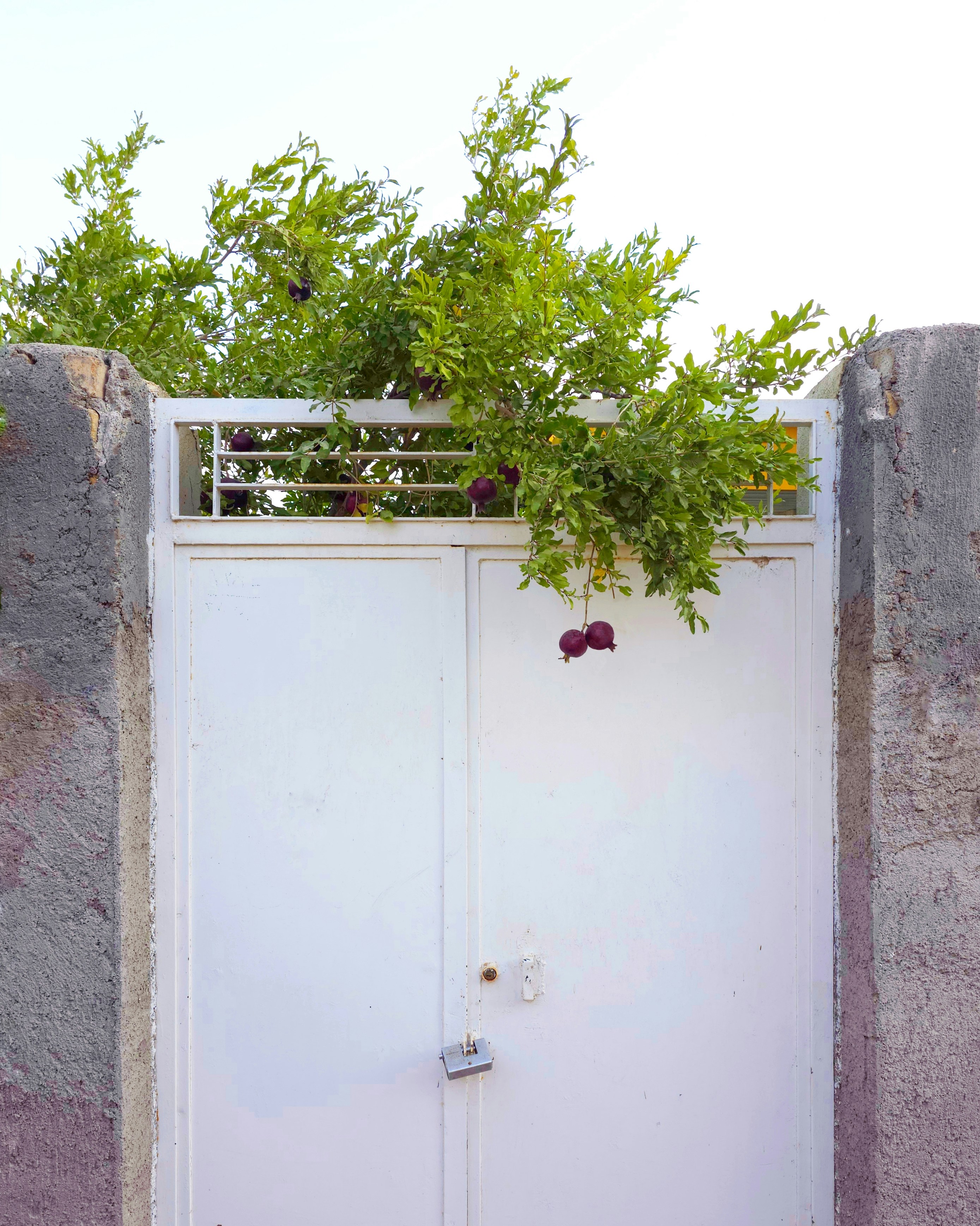 Weißes Metalltor mit Granatapfelbaum darüber