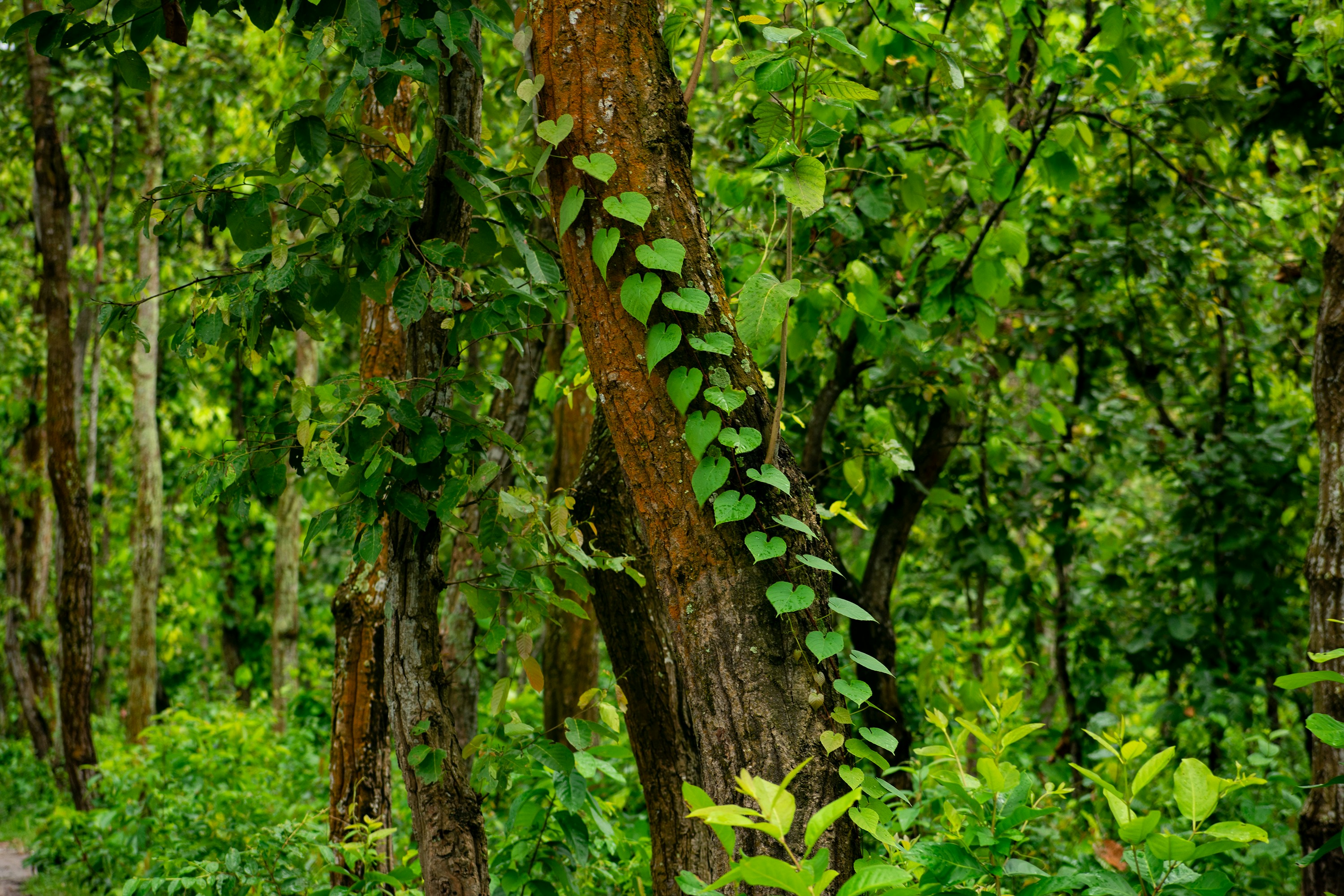 Lush green forest with trees and vines