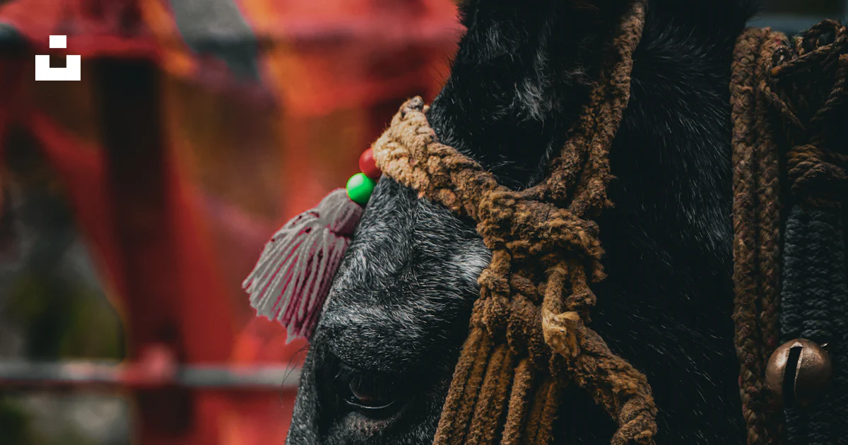 Donkey Rope Gold A donkey wearing a decorative rope halter and bells. photo – Free ...