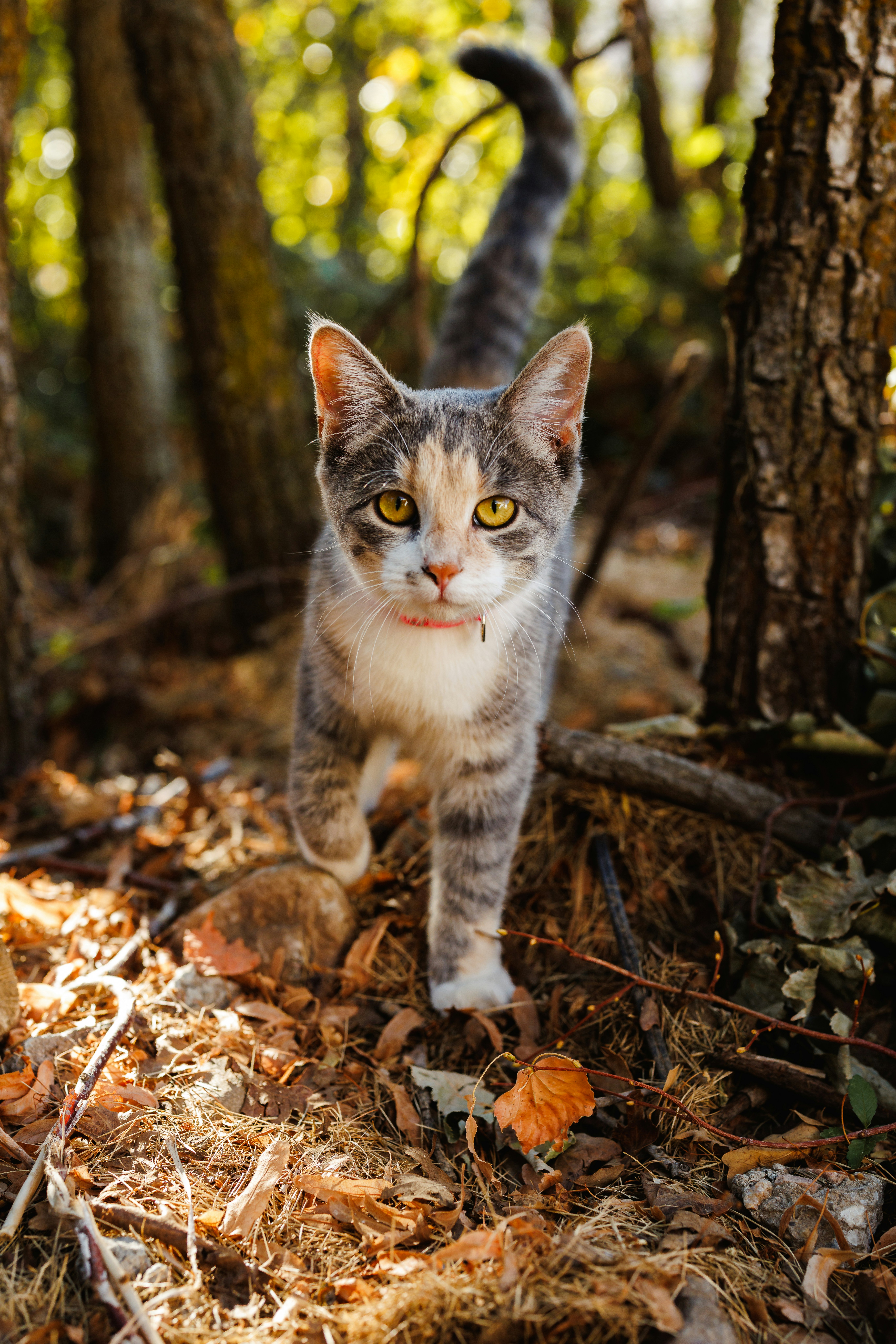 A kitten walks through a sunlit forest floor.