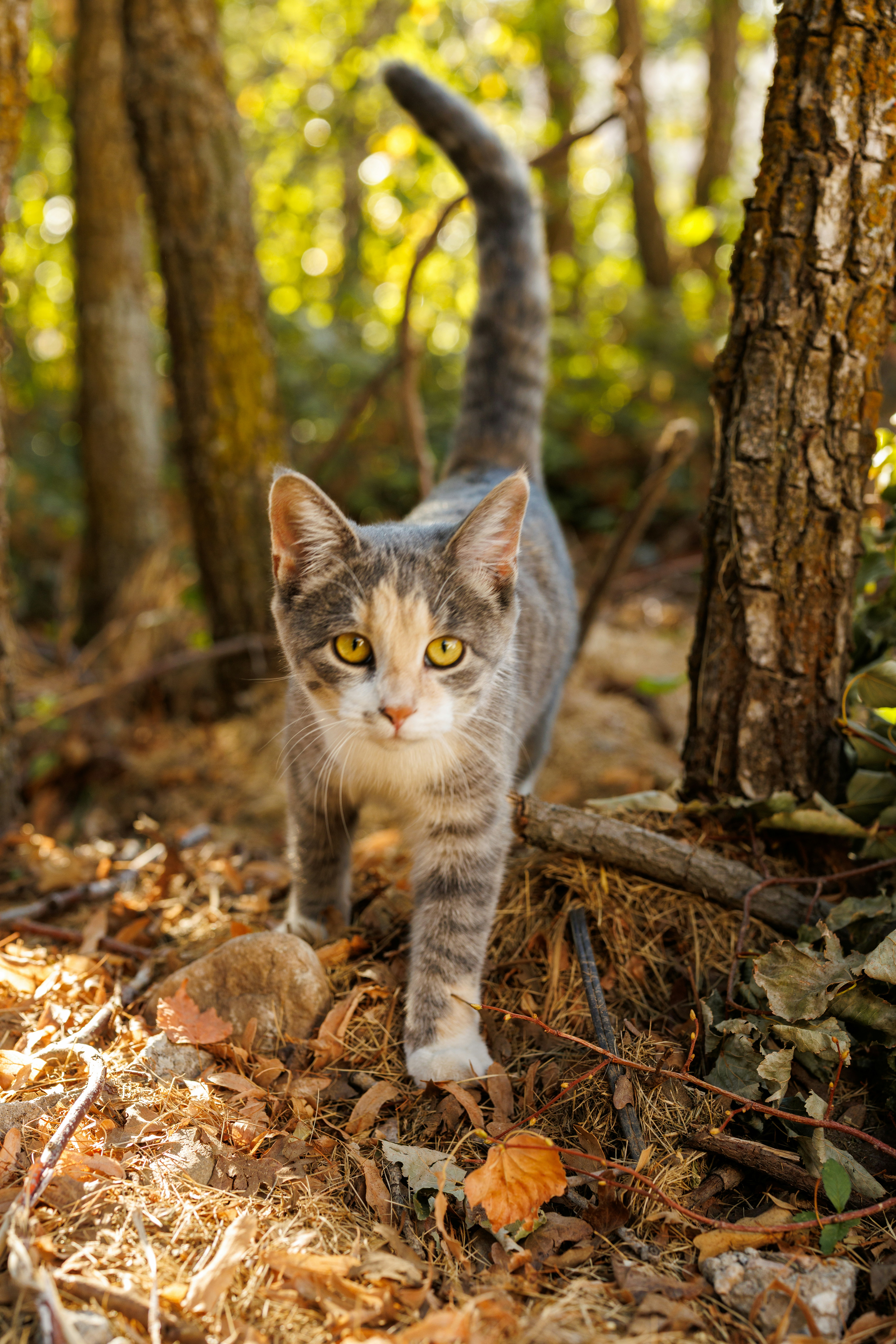 A tabby kitten walks through a forest.