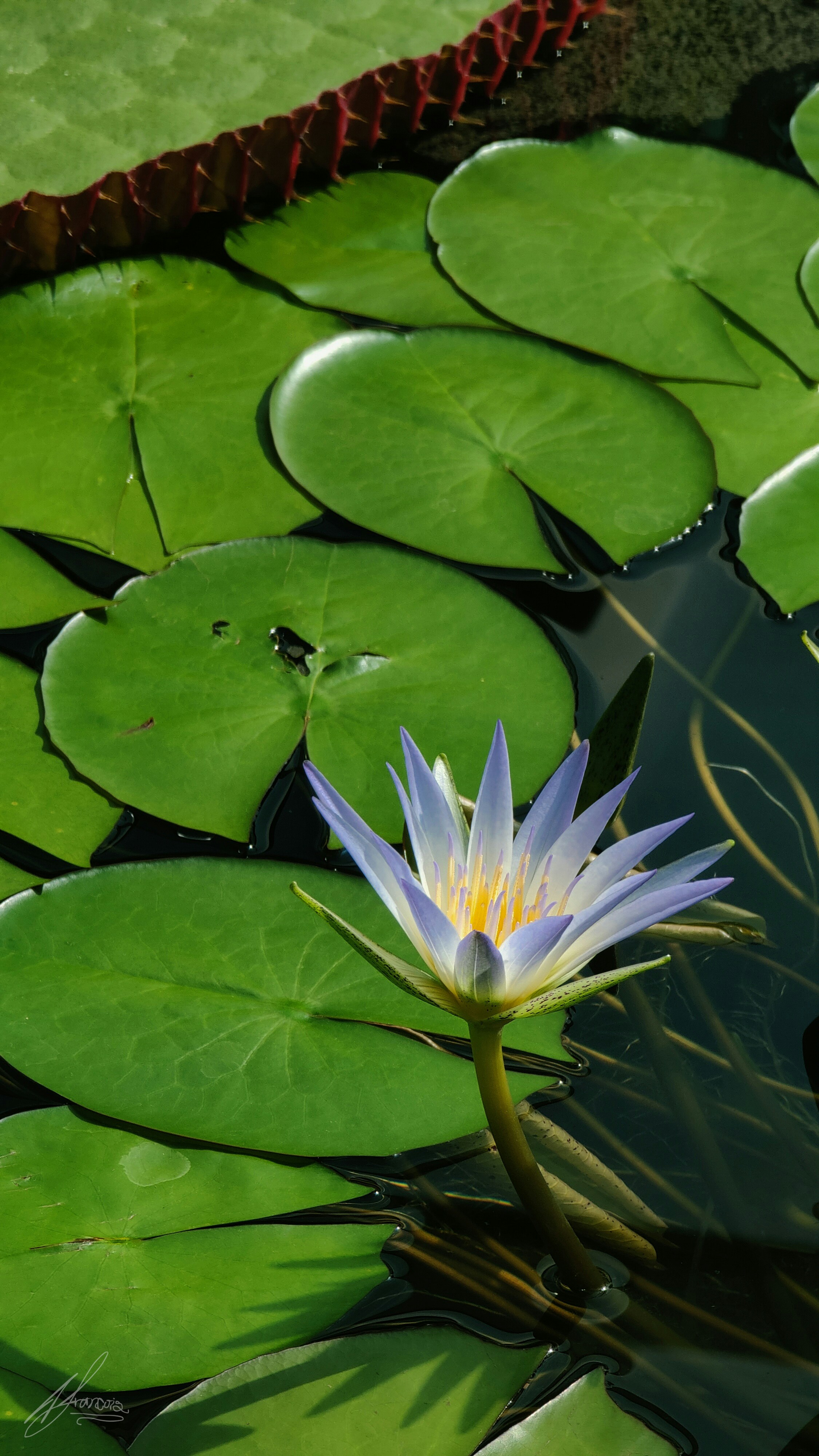 A single water lily blooms among large green pads. photo – Free Flower  Image on Unsplash, image size:3000x5333