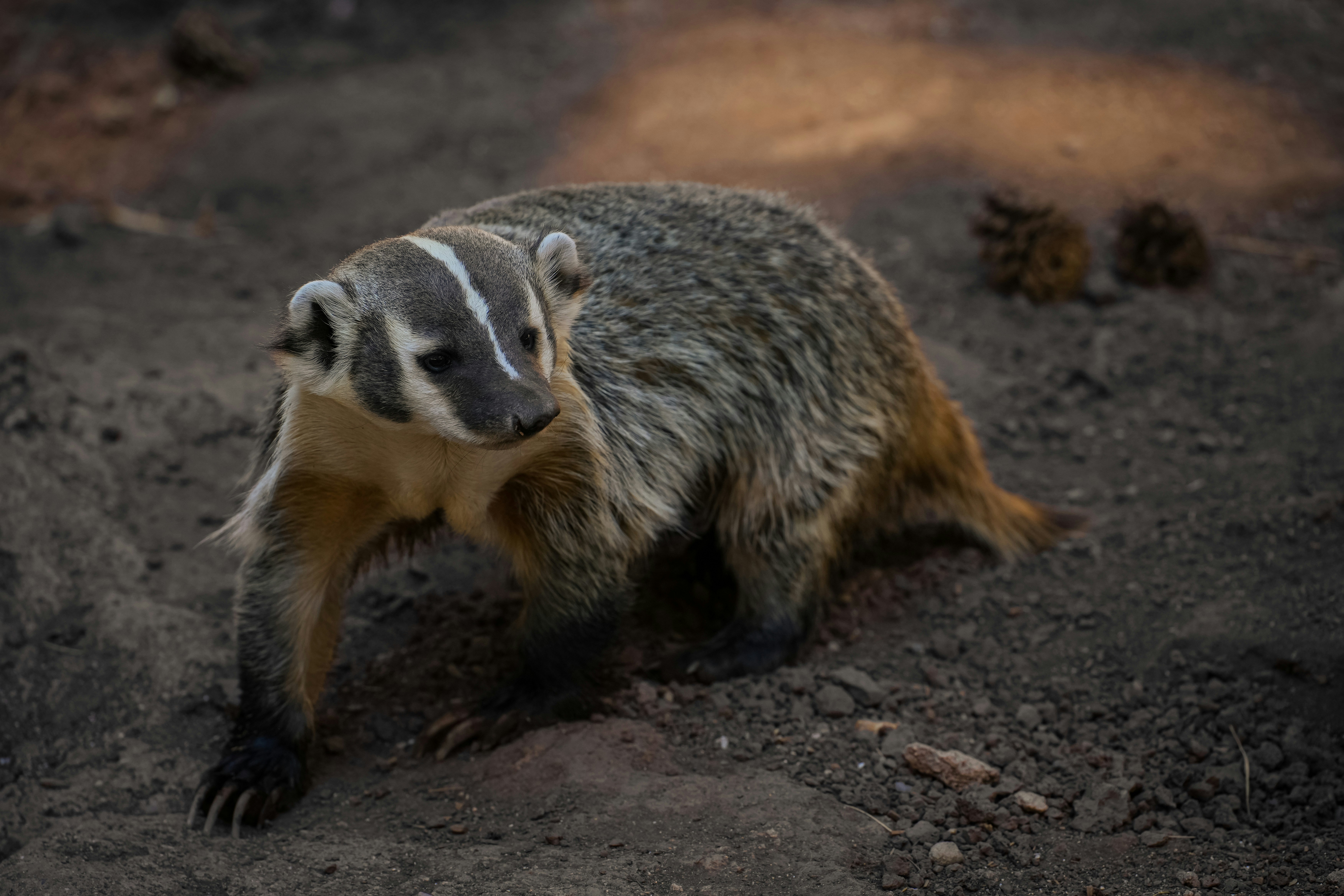 A badger walks across dark, sandy ground