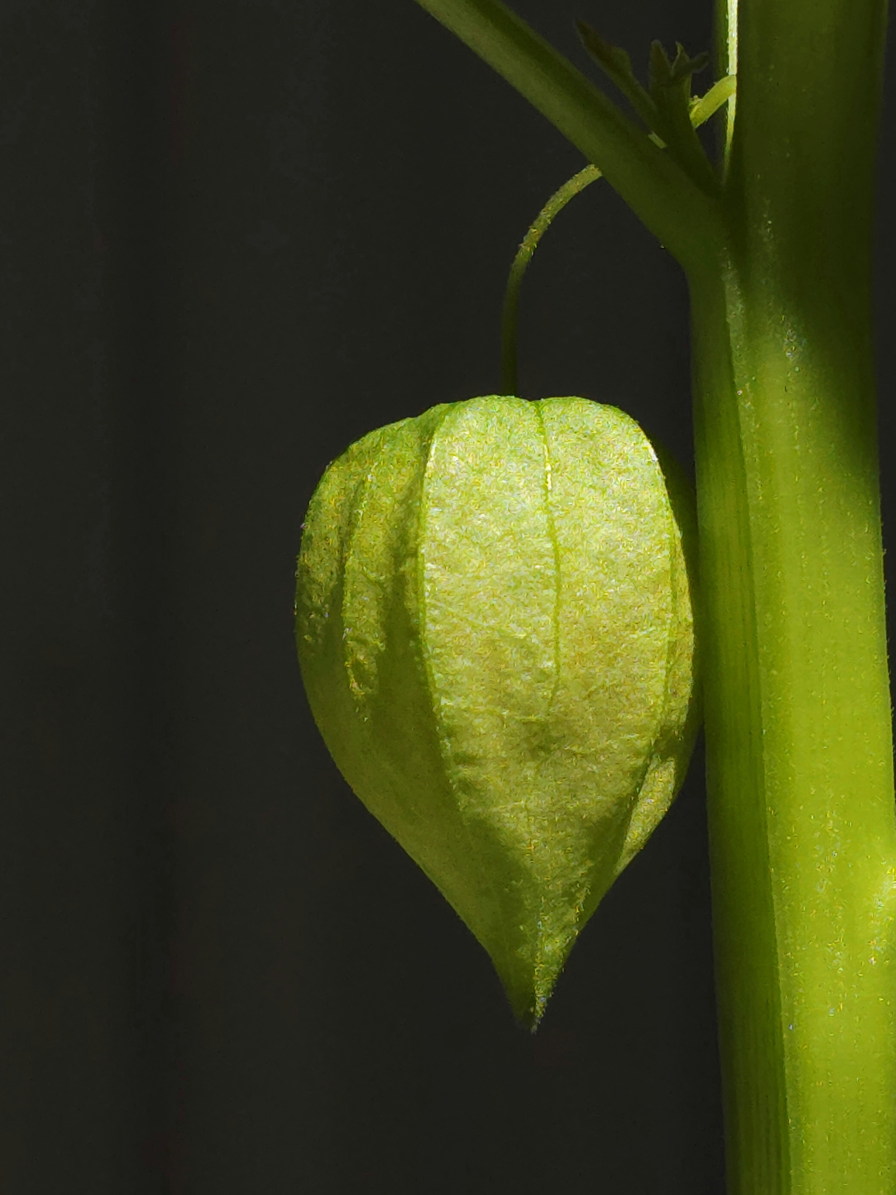 A green chinese lantern plant hangs from a stem.