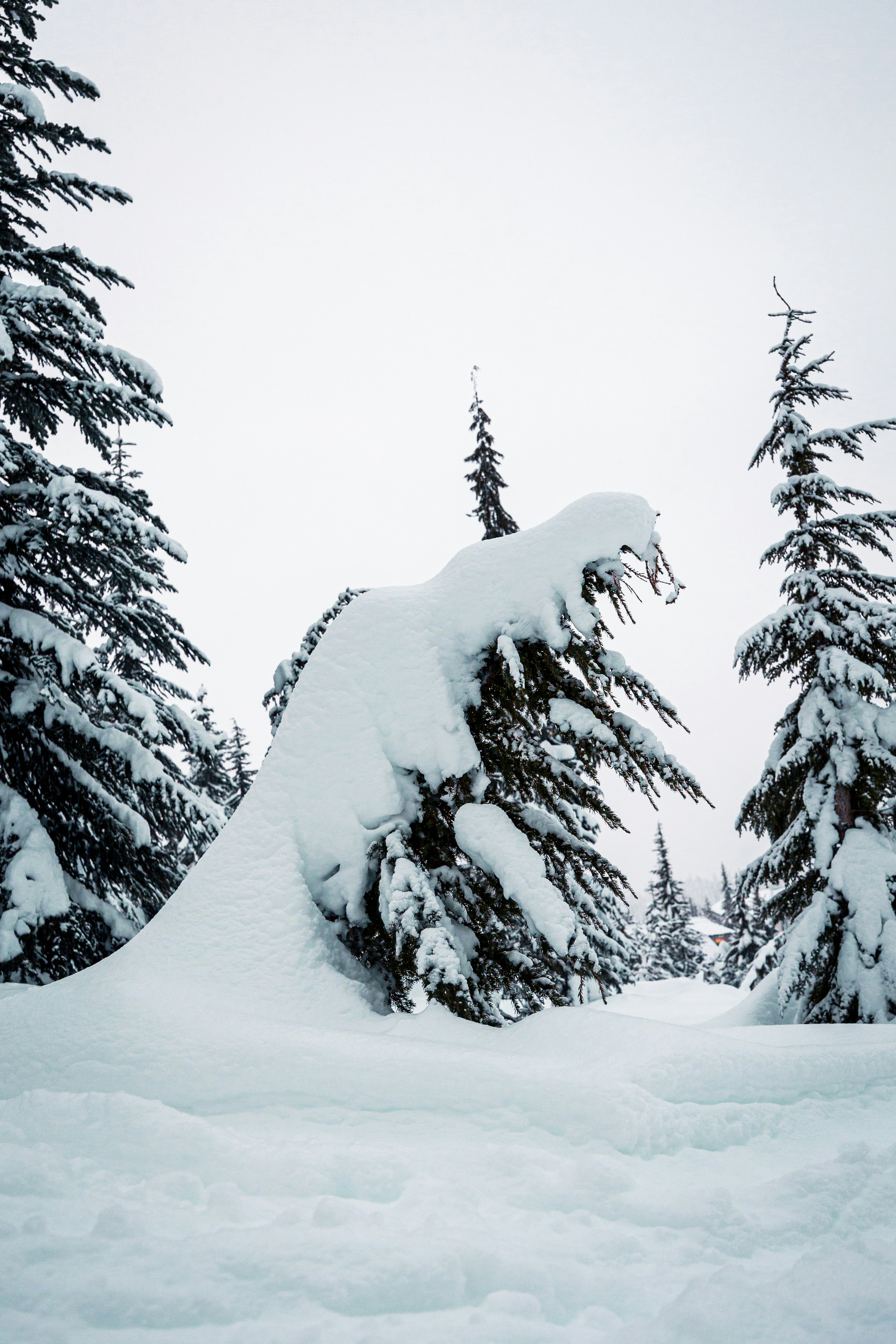 Photo by dariendesigns