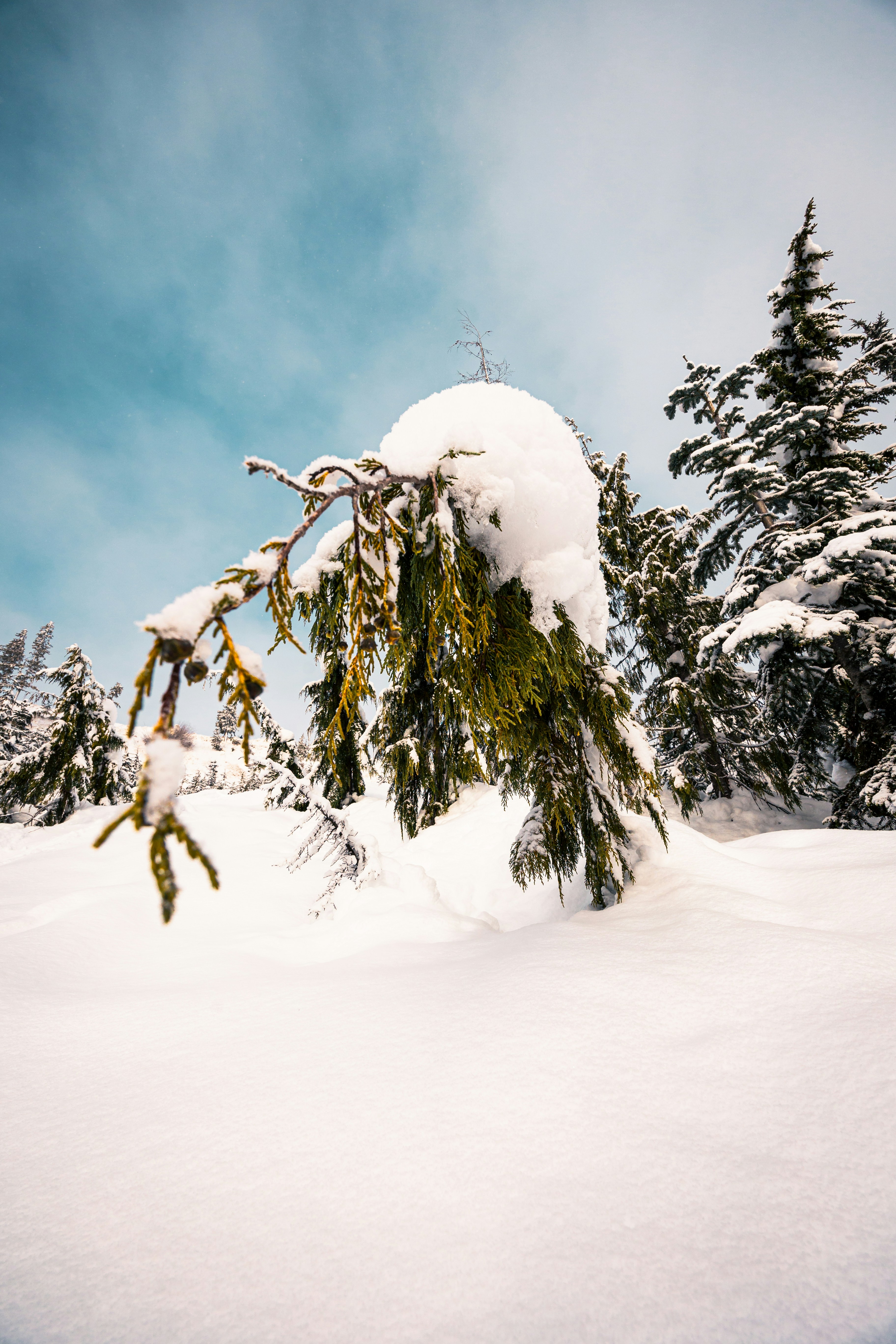 Photo by dariendesigns