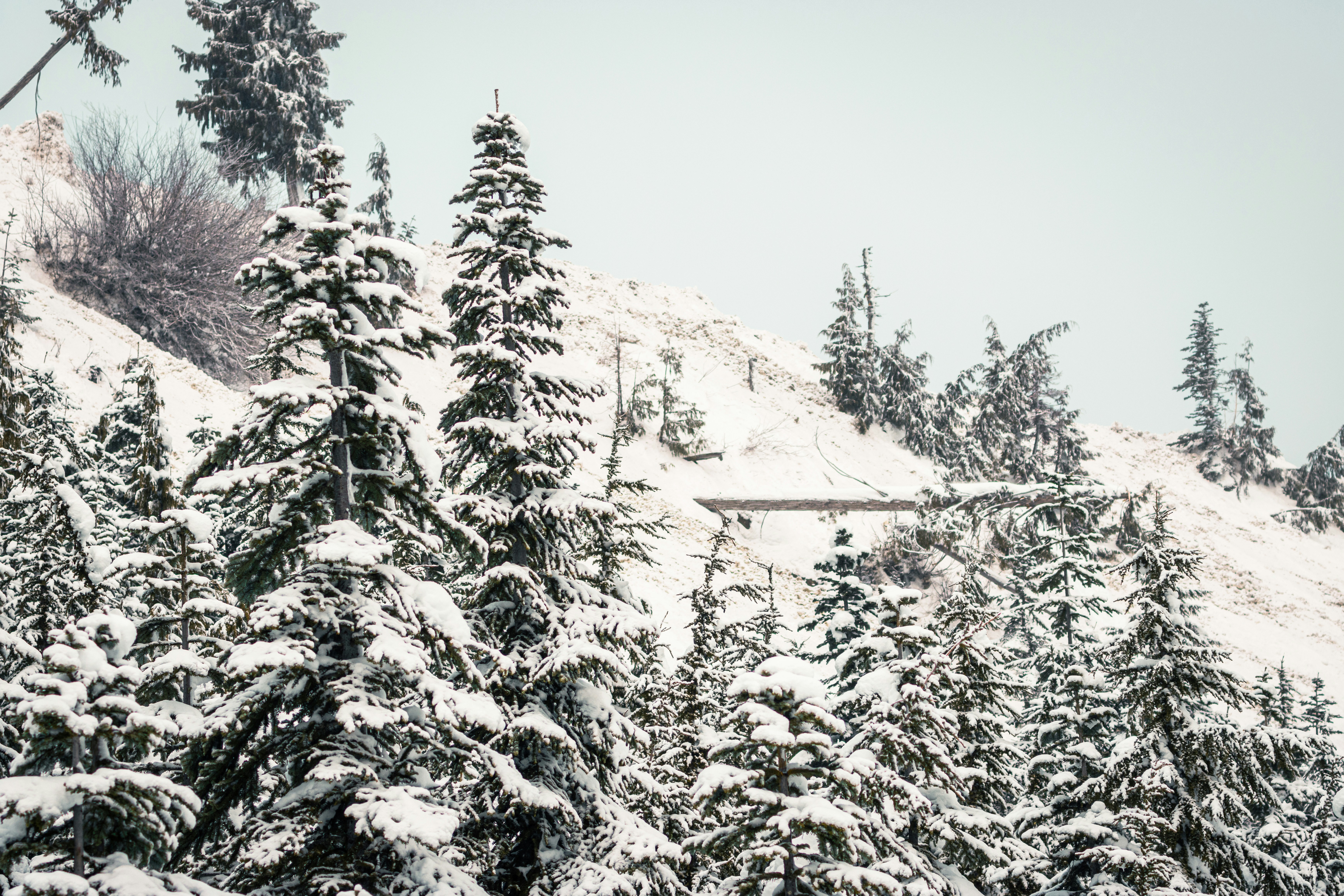 Photo by dariendesigns