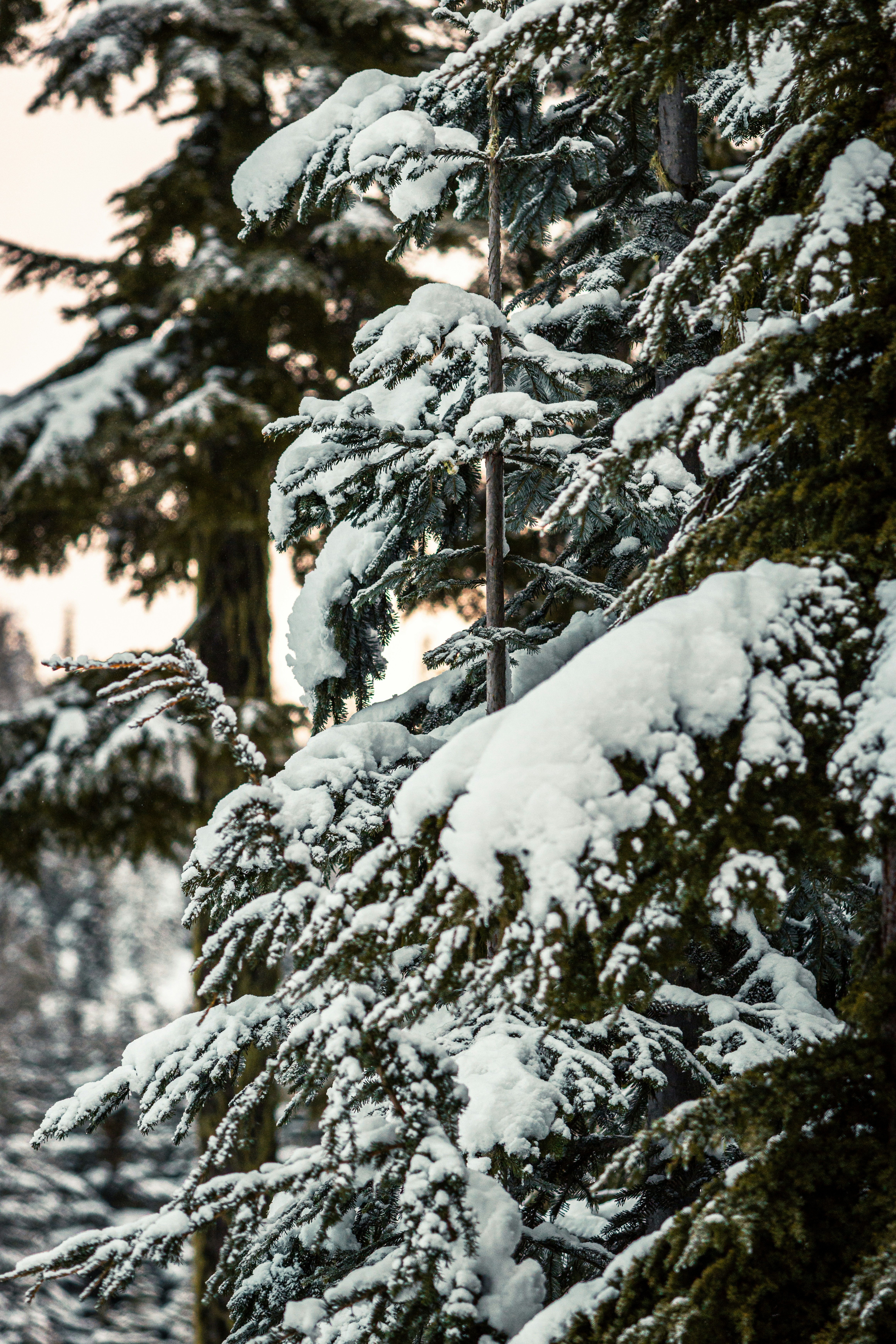 Photo by dariendesigns